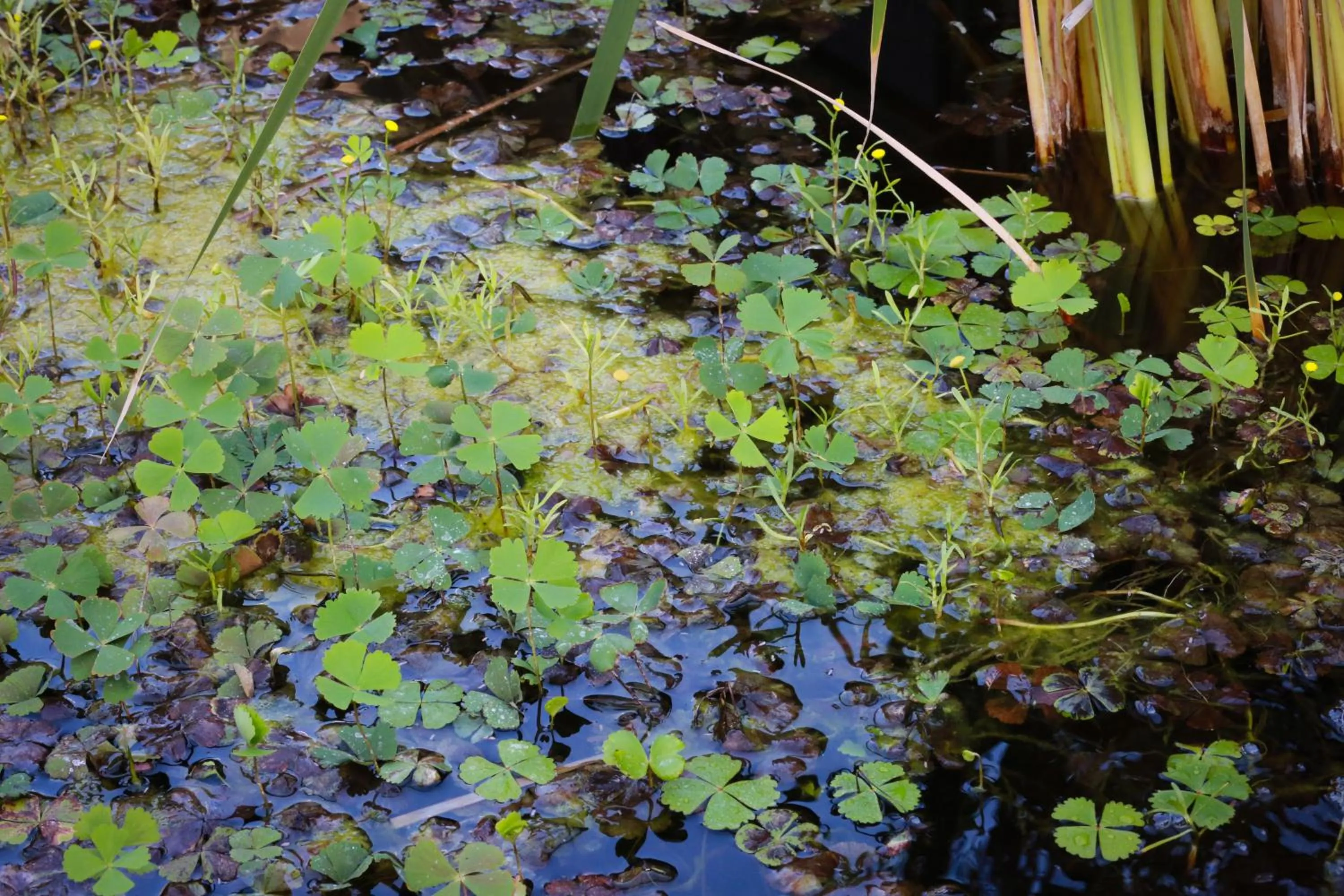 Garden in Otjiwa Safari Lodge