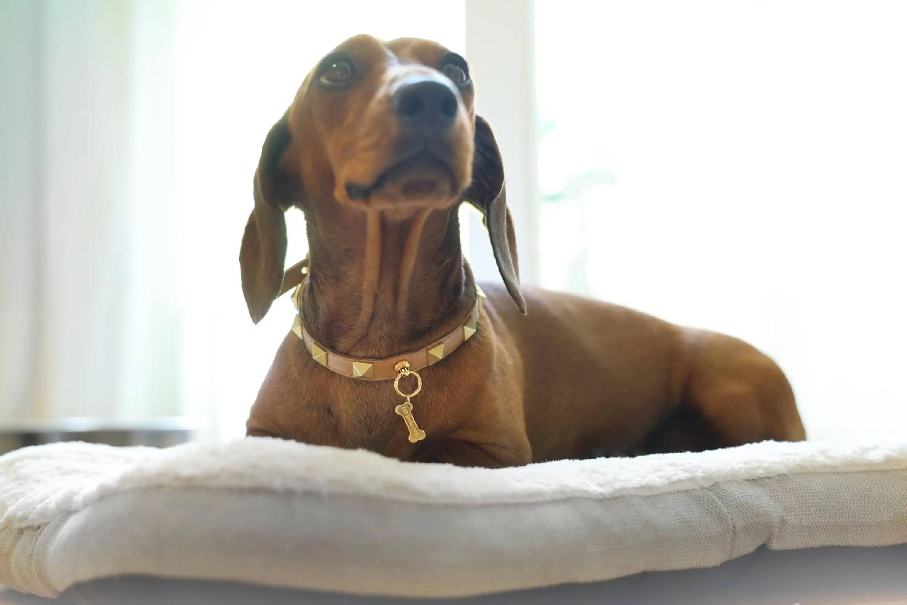 Pets in Maison D'Enrì