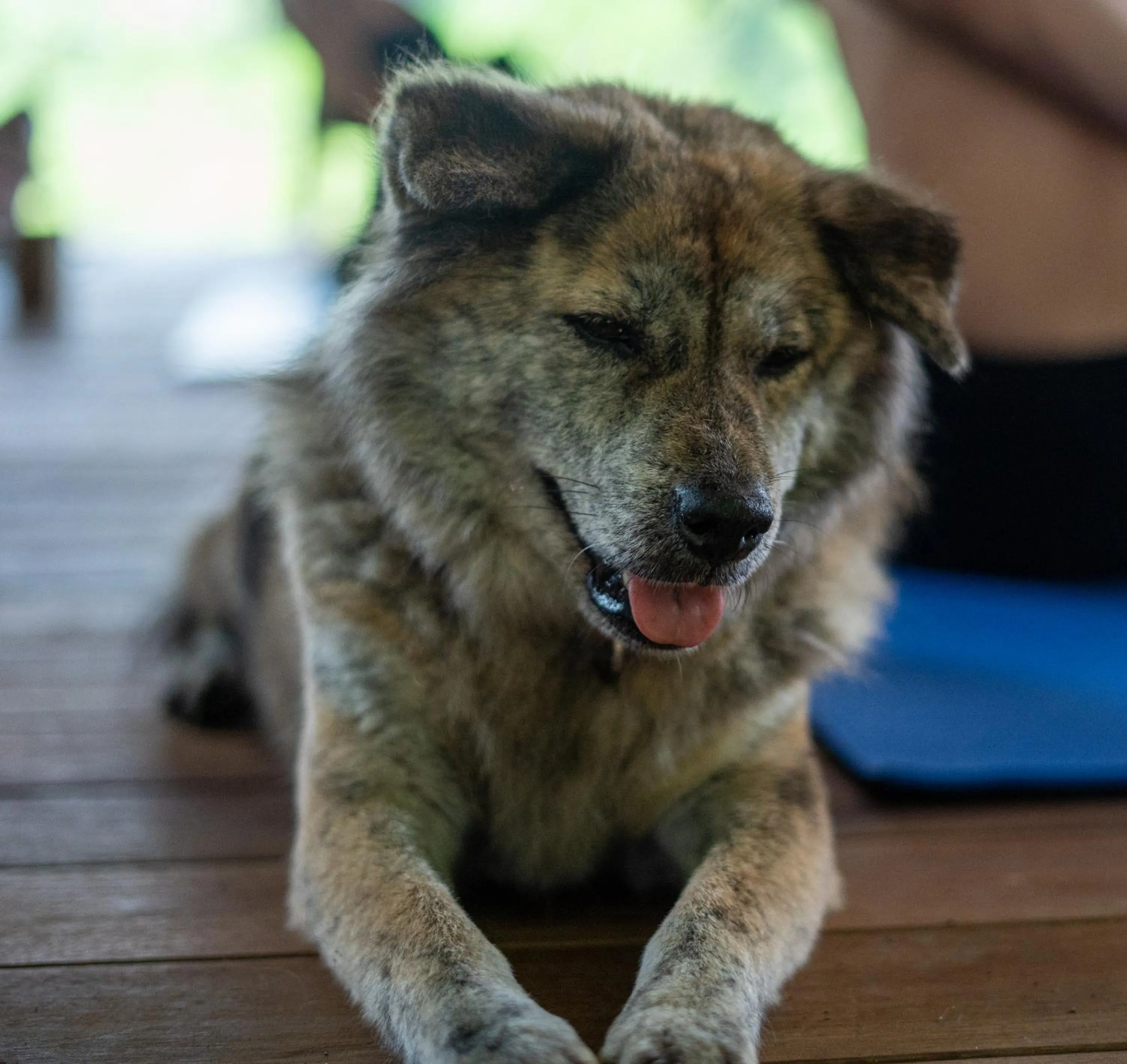 Pets in Ubuntu Bali Eco Yoga Retreat - CANGGU