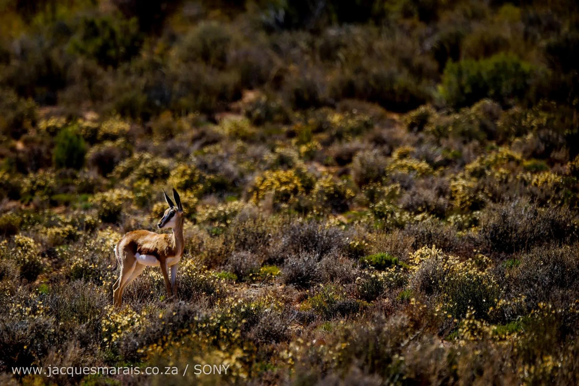 Animals in Kagga Kamma Eco Lodge & Spa