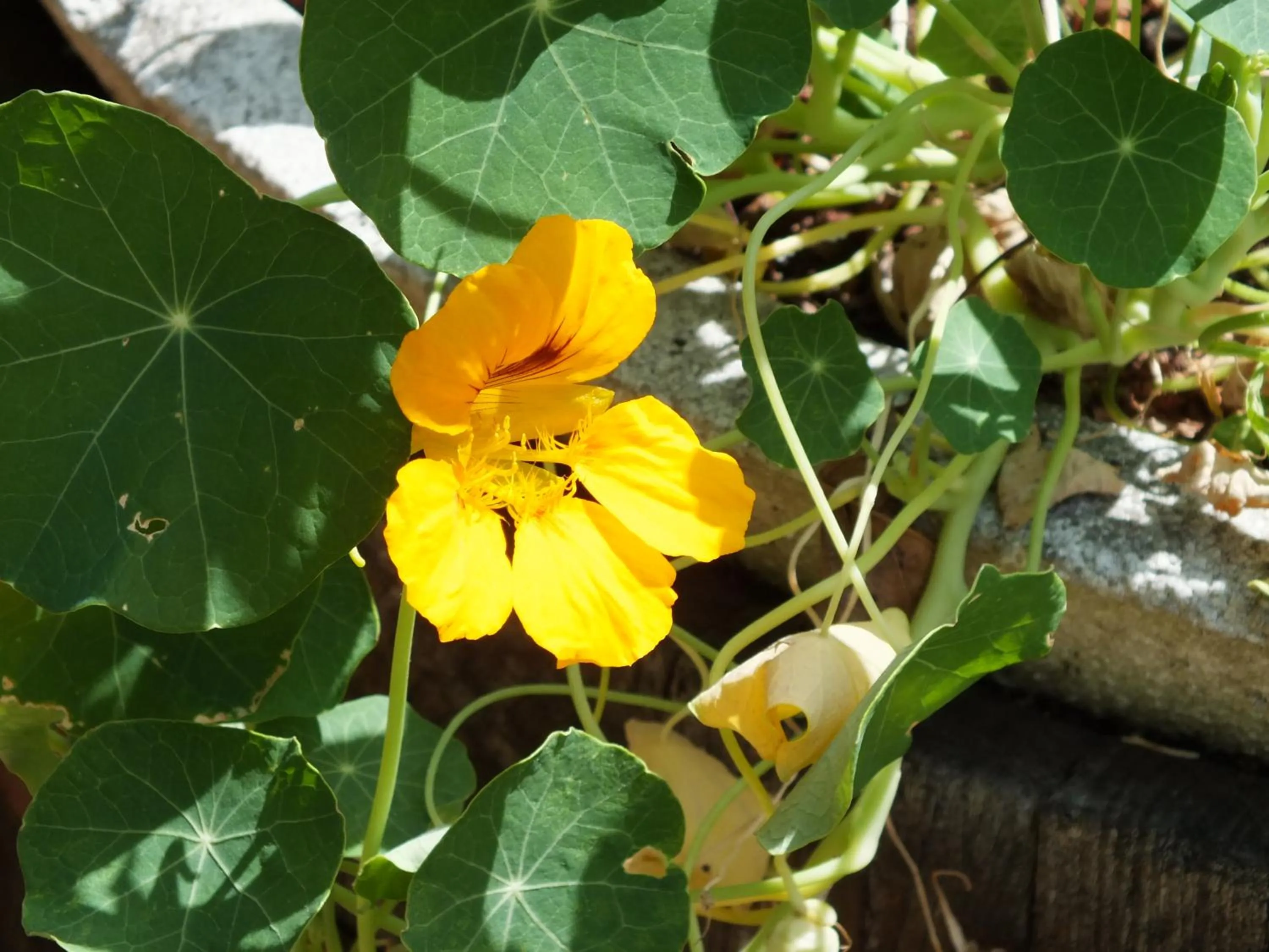 Gli Ulivi Bed & breakfast