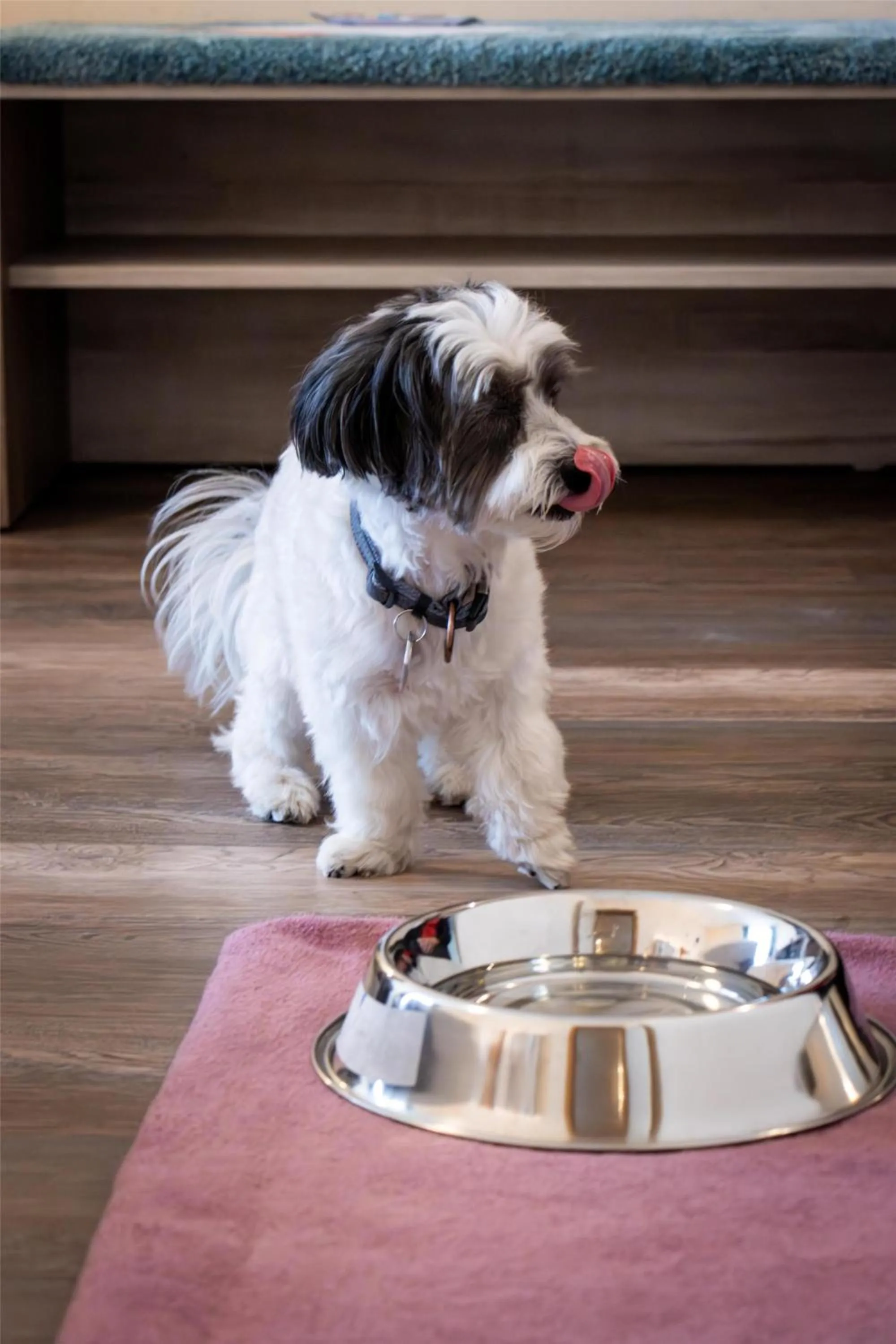 Pets in Best Western Plus Palatin Kongresshotel