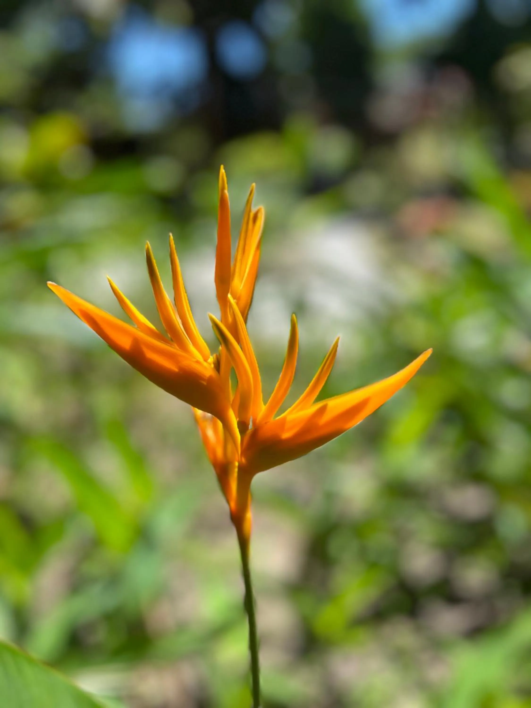 Garden in Pousada Vilarejo