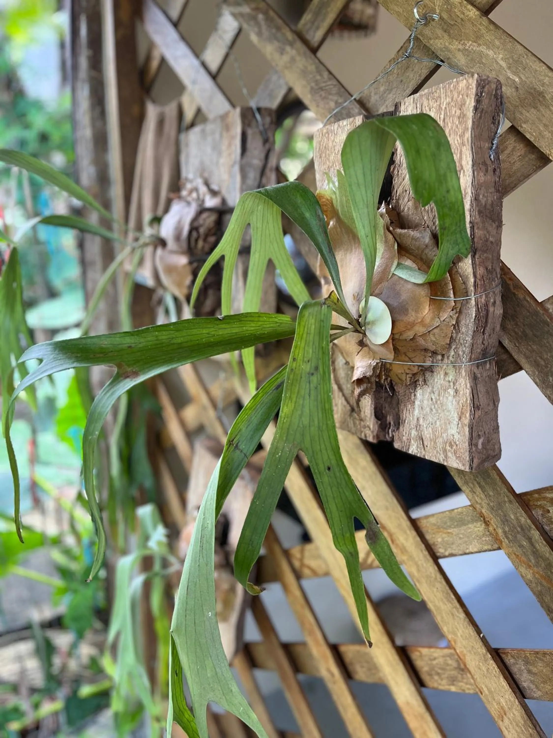 Garden in Pousada Vilarejo