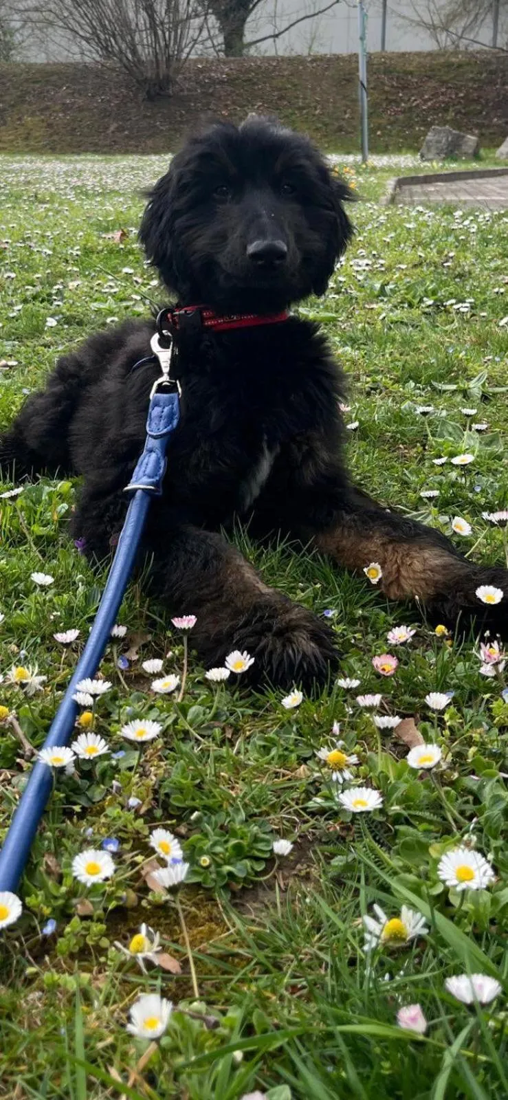 Garden view in Carathotel Basel/Weil am Rhein