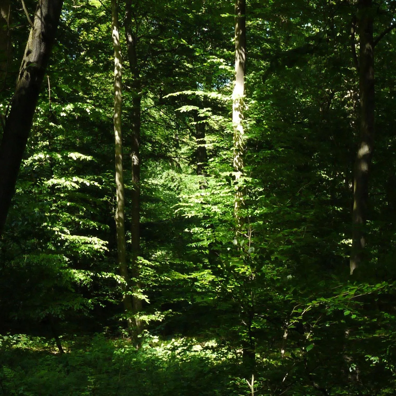 Natural landscape in Hotel und Gästehaus Will
