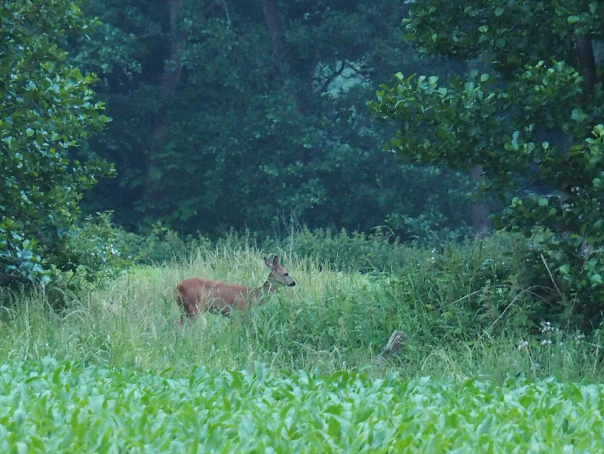 Animals in Bed & Brochje Burgum