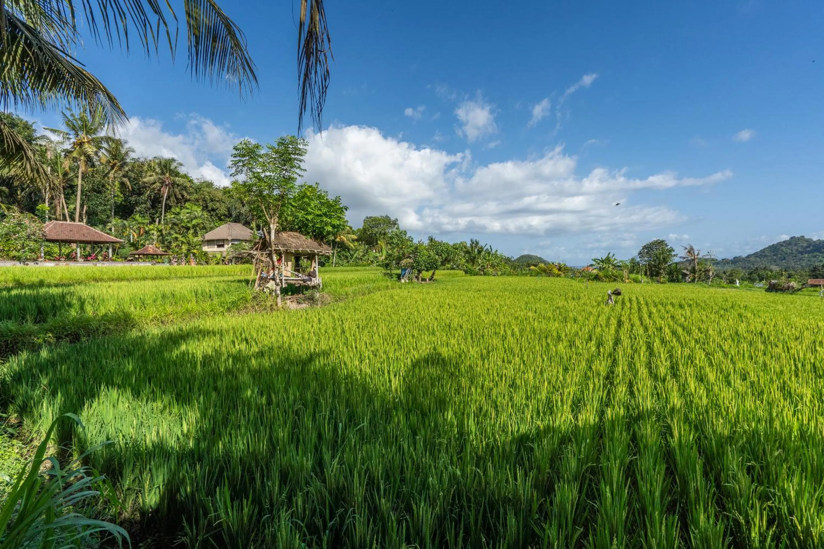 Natural landscape in Pondok Carik Villa Manggis