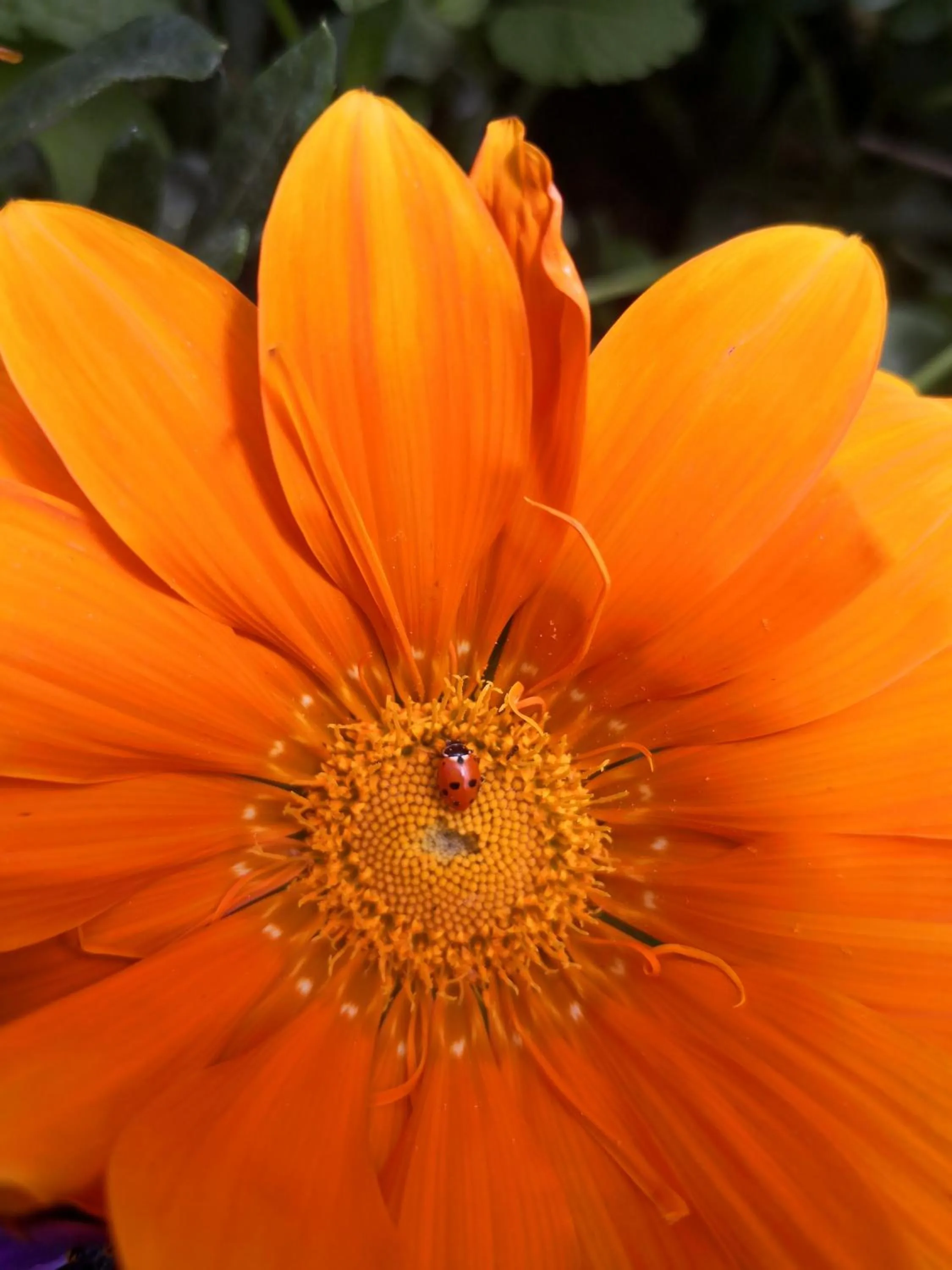 Garden in AmendoeirasHouse-SustainableLiving