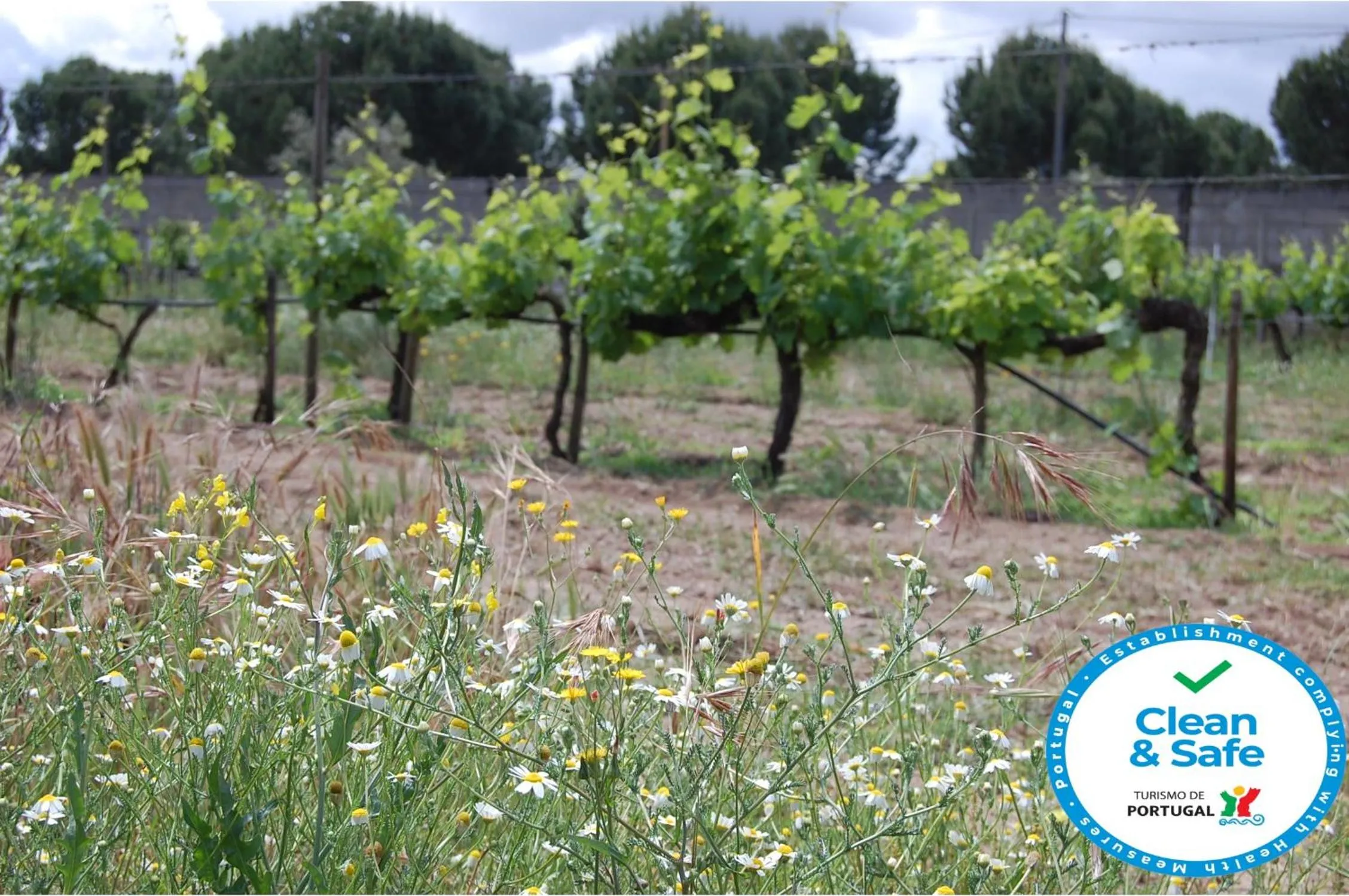 View (from property/room) in AmendoeirasHouse-SustainableLiving