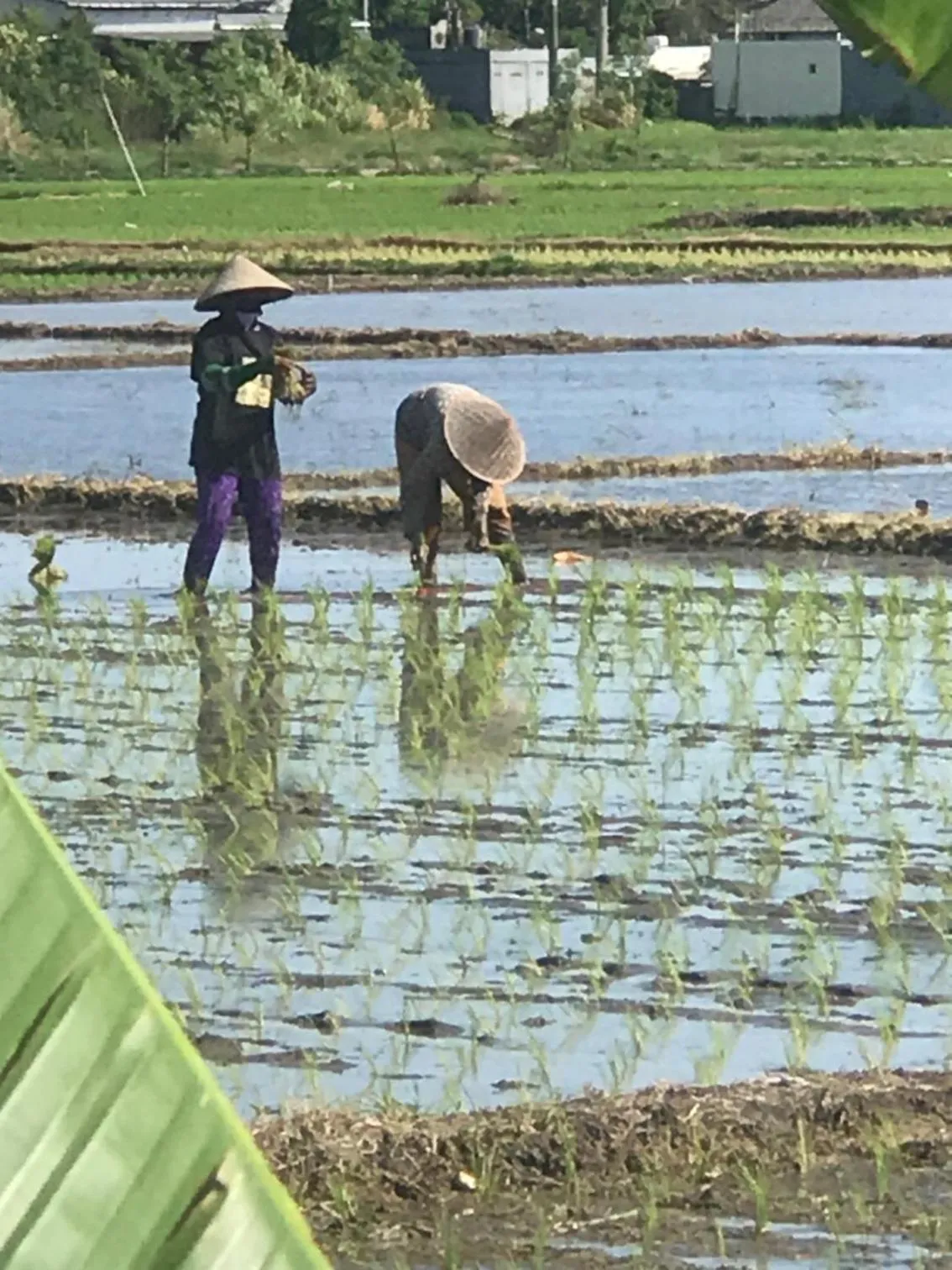 View (from property/room) in Bali Eco Living Yoga Healing Meditation and Retreat Center