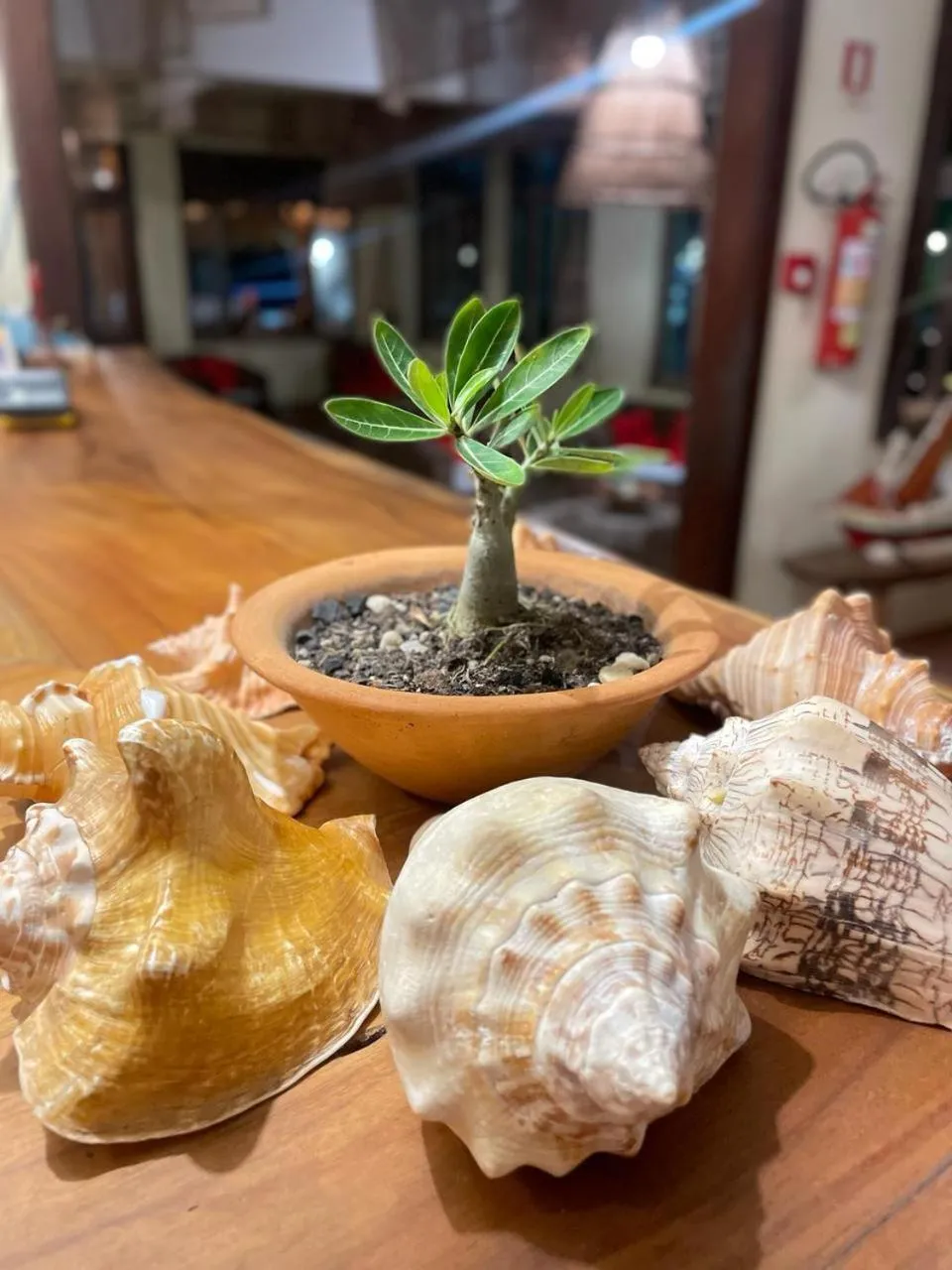 Hotel Salinopolis e kitepoint