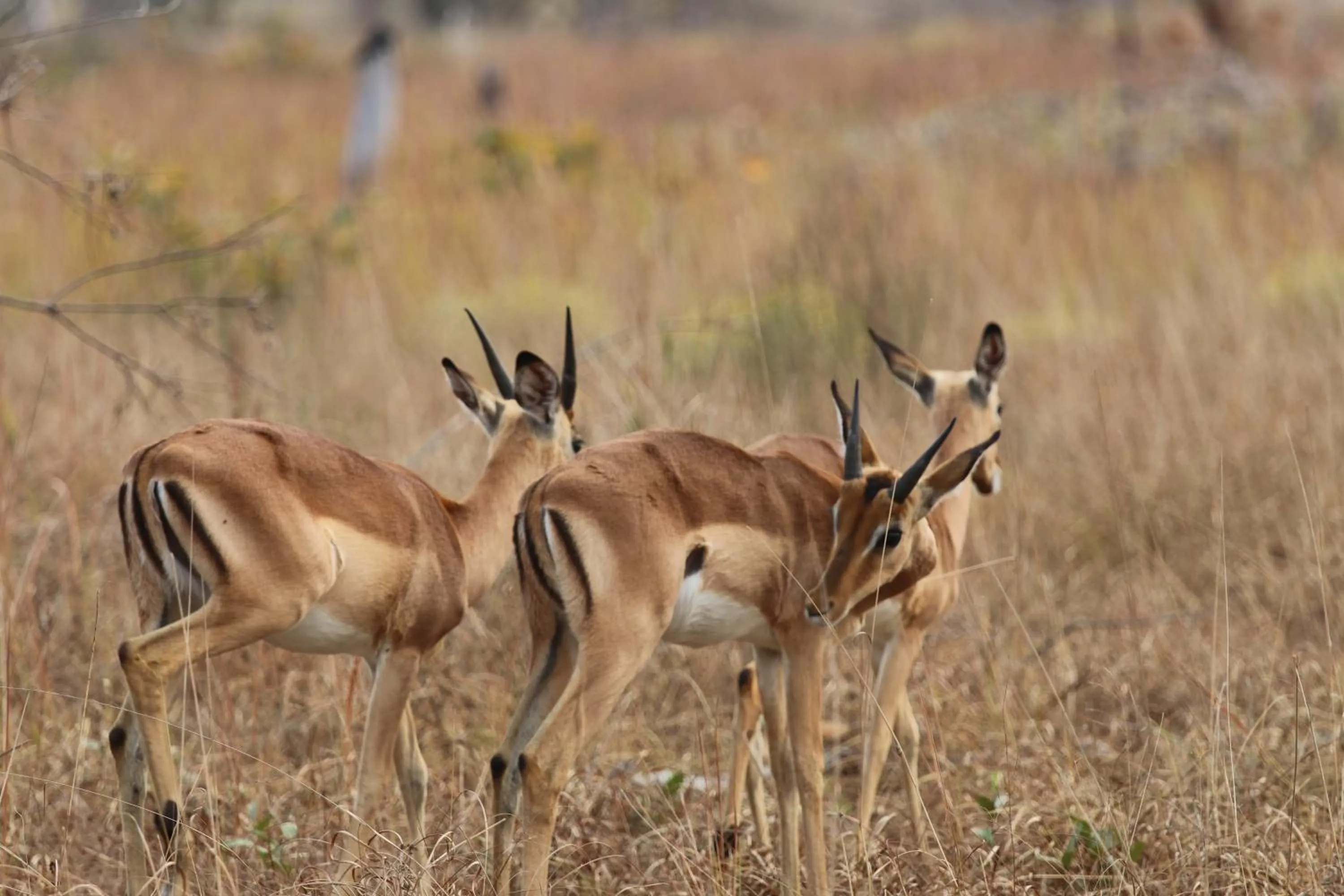 Montebelo Milibangalala Bay Resort