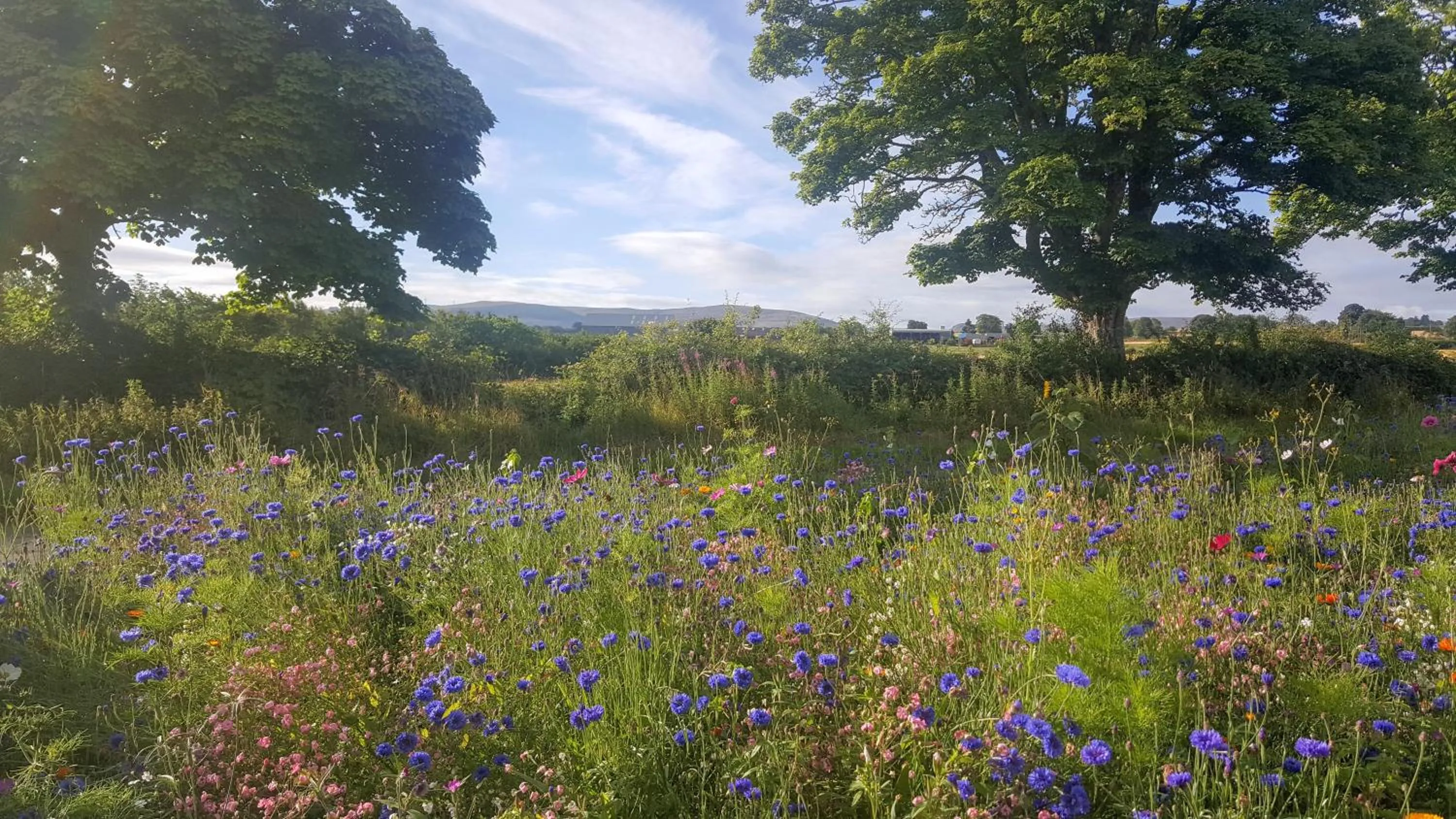 Garden in The Smiddy House