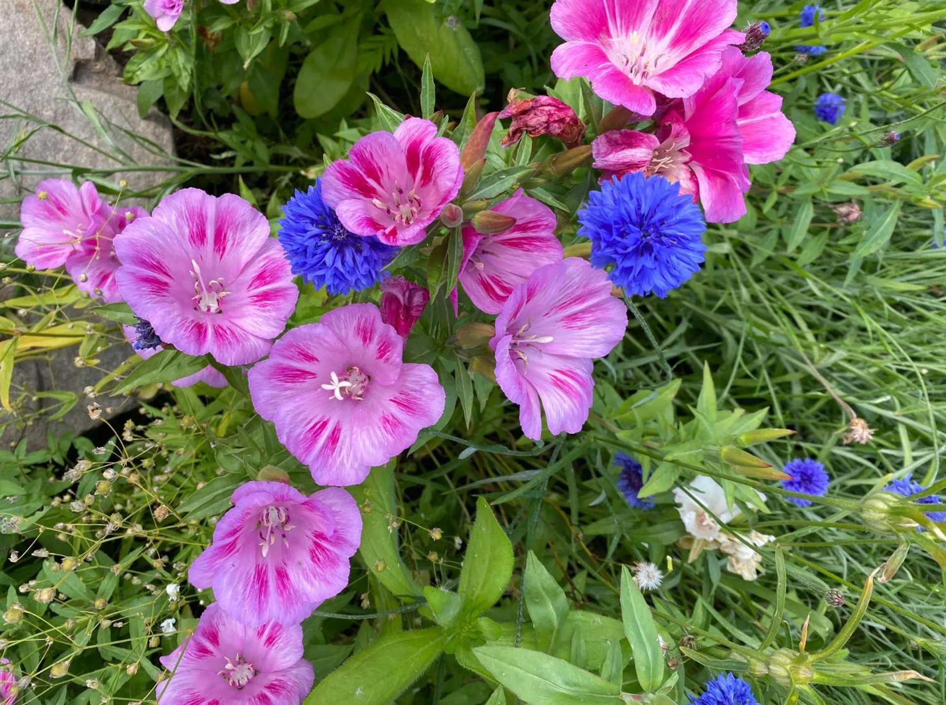 Garden in The Smiddy House