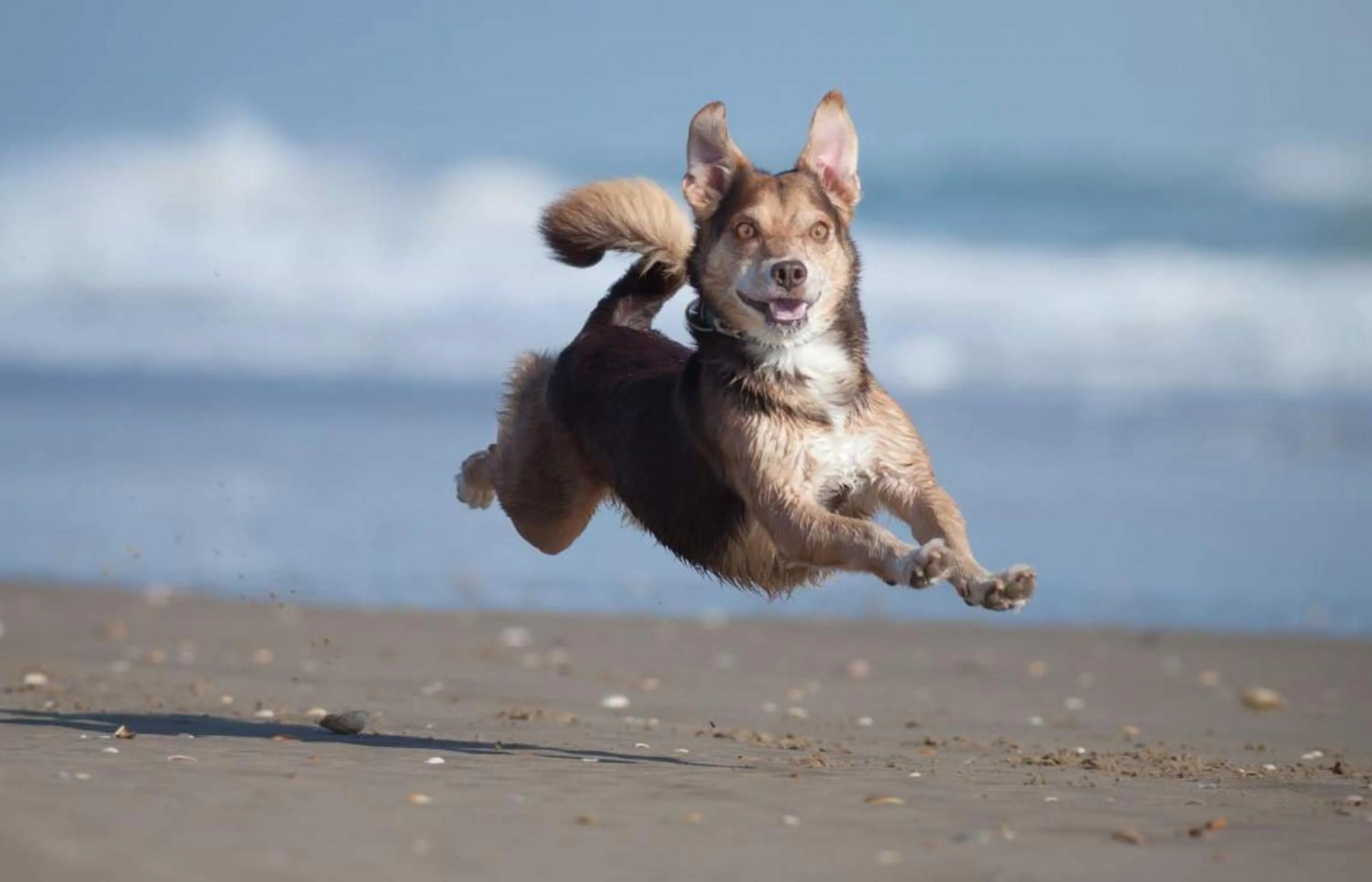 Animals in Carat Hotel Grömitz