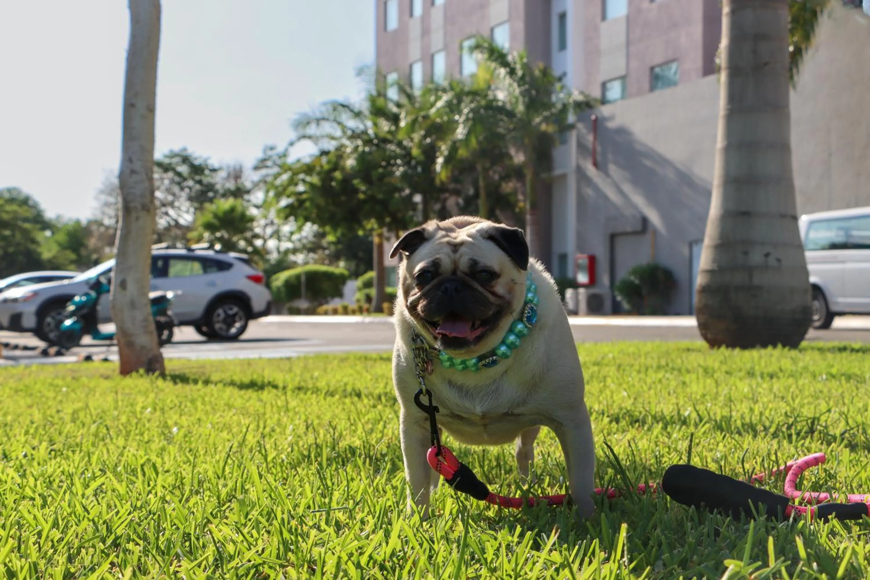 Pets in Residence Inn by Marriott Merida