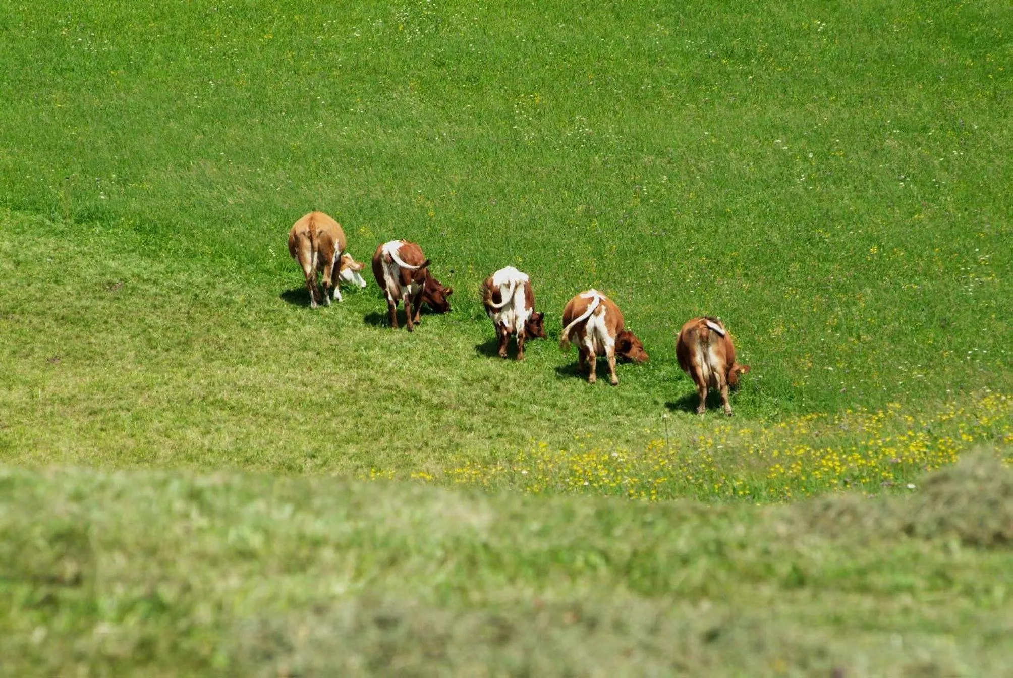Animals in Hotel Neusacherhof