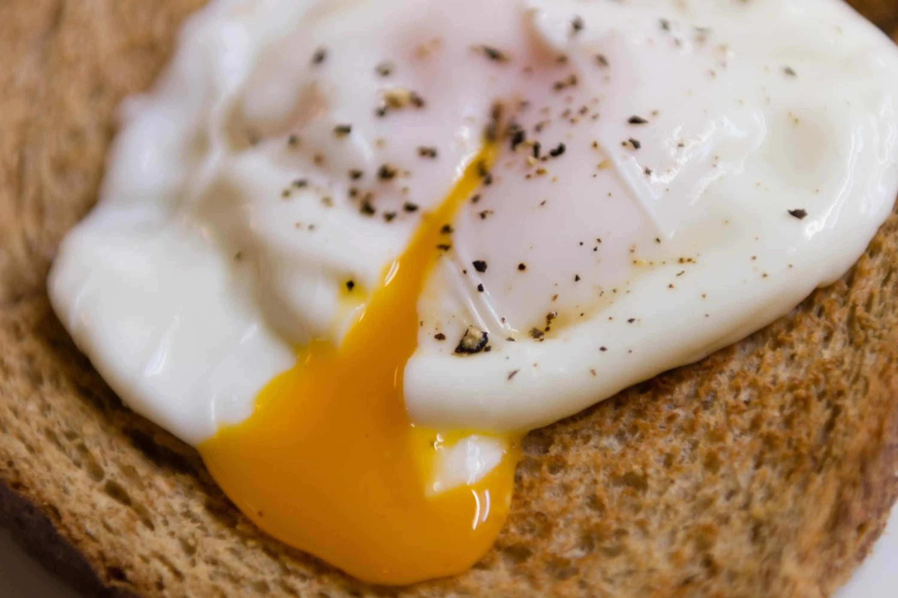 Food close-up in Blue Swallow