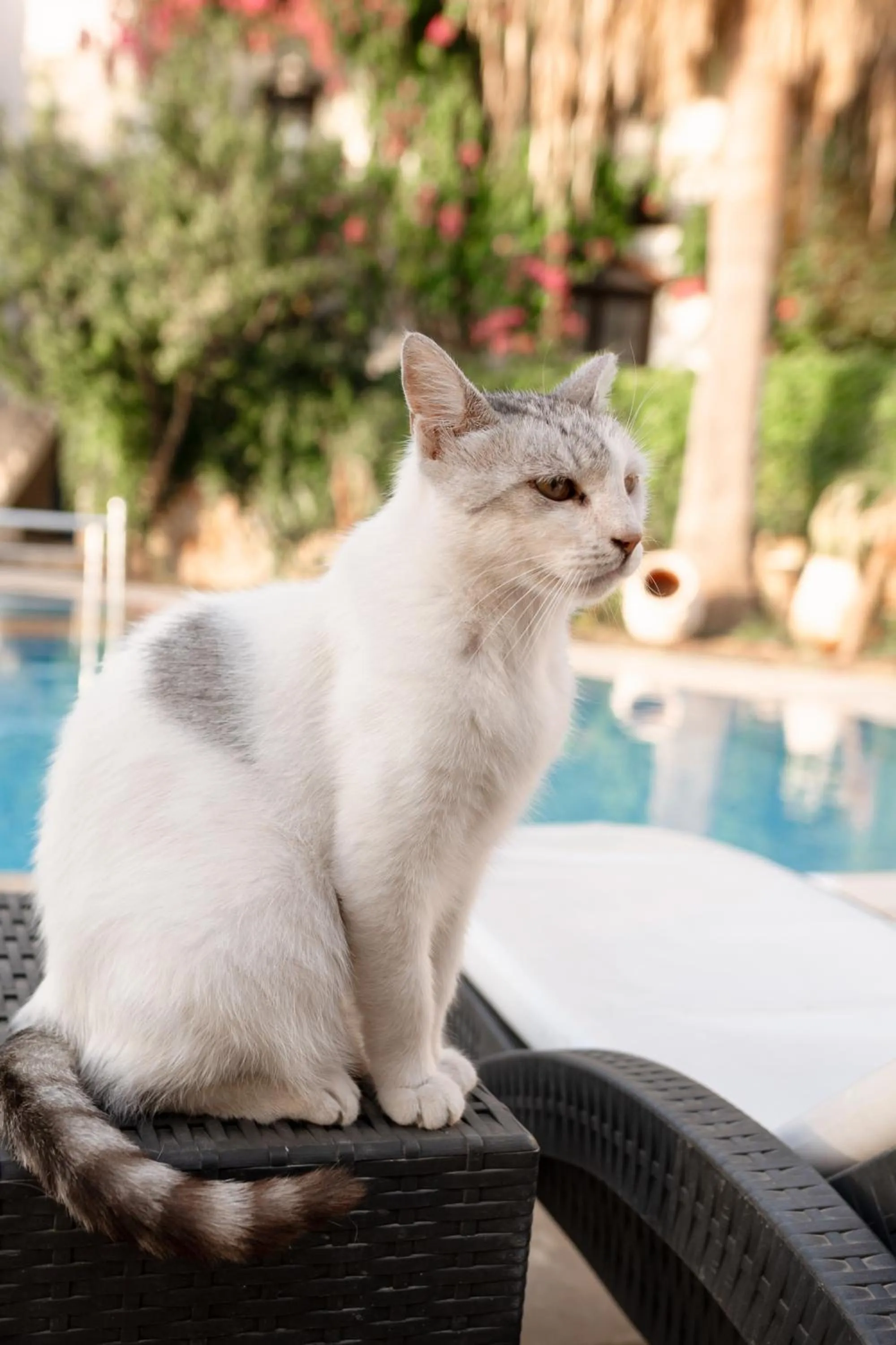 pet friendly in Mare Garden Hotel