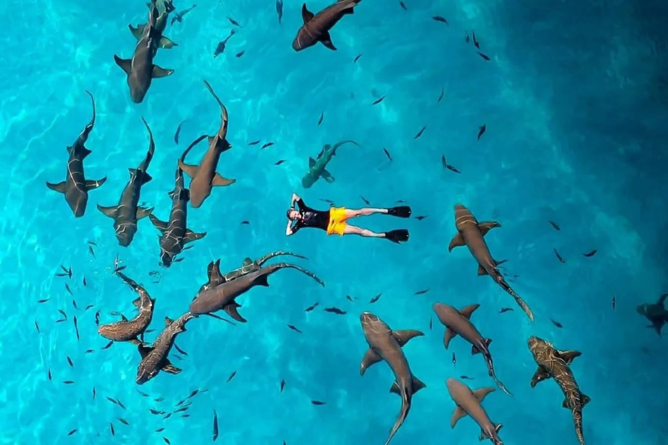 Snorkeling in Crown Beach Villas -Private Beach