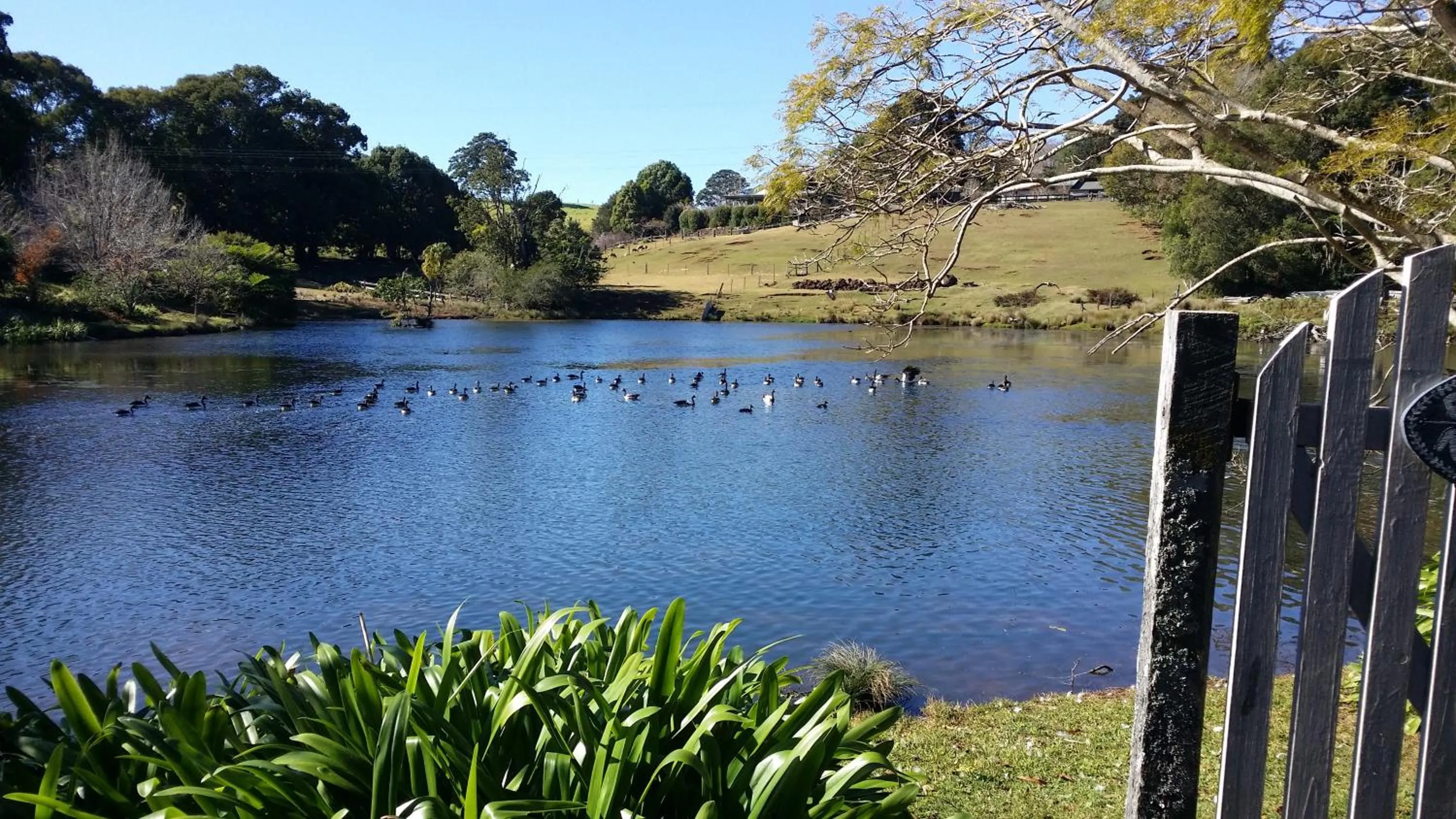 Natural landscape in Maleny Homestead & Cottage