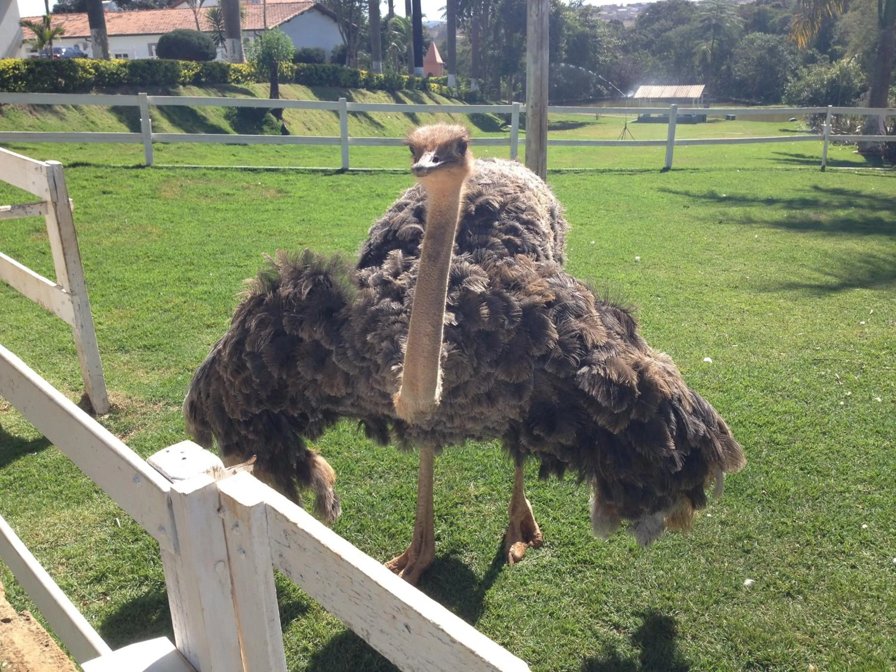 Animals in Hotel Fazenda Vale Amanhecer