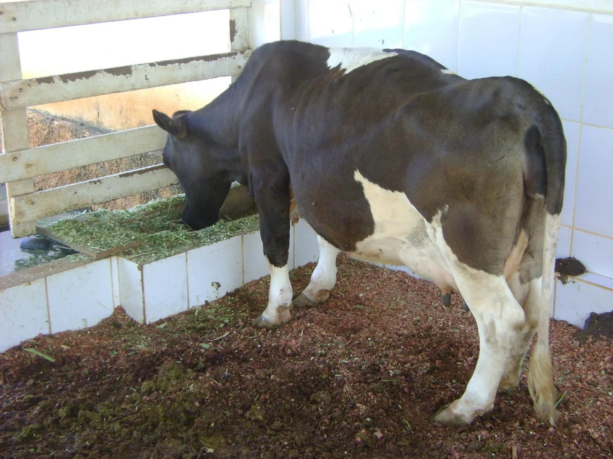 Animals in Hotel Fazenda Vale Amanhecer