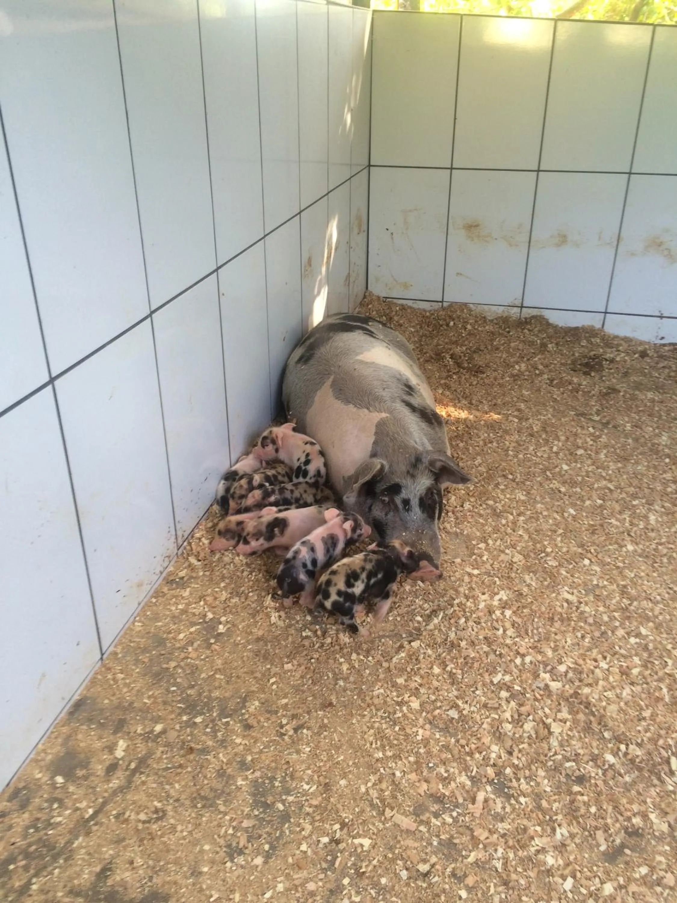 Hotel Fazenda Vale Amanhecer