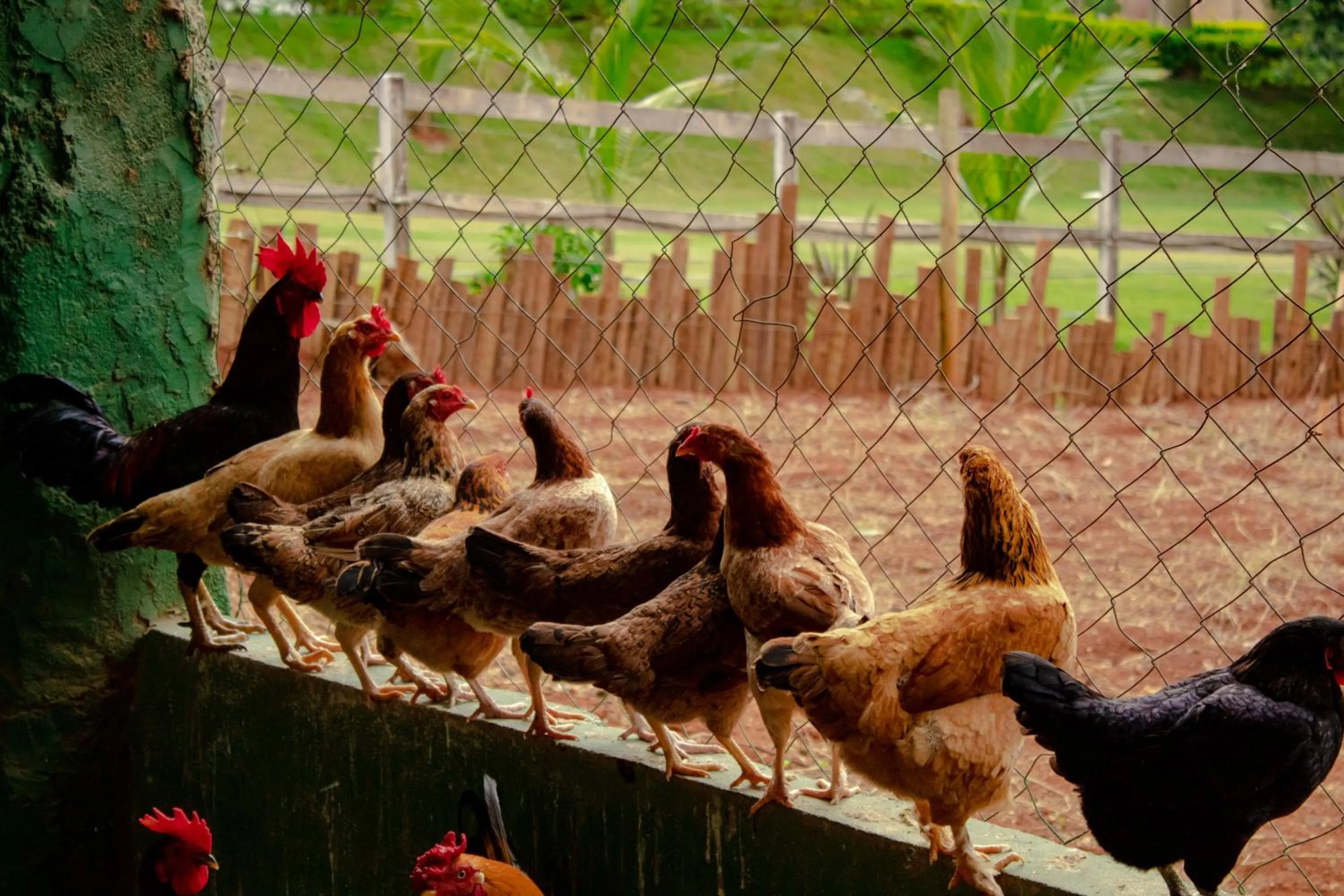 Animals in Hotel Fazenda Vale Amanhecer