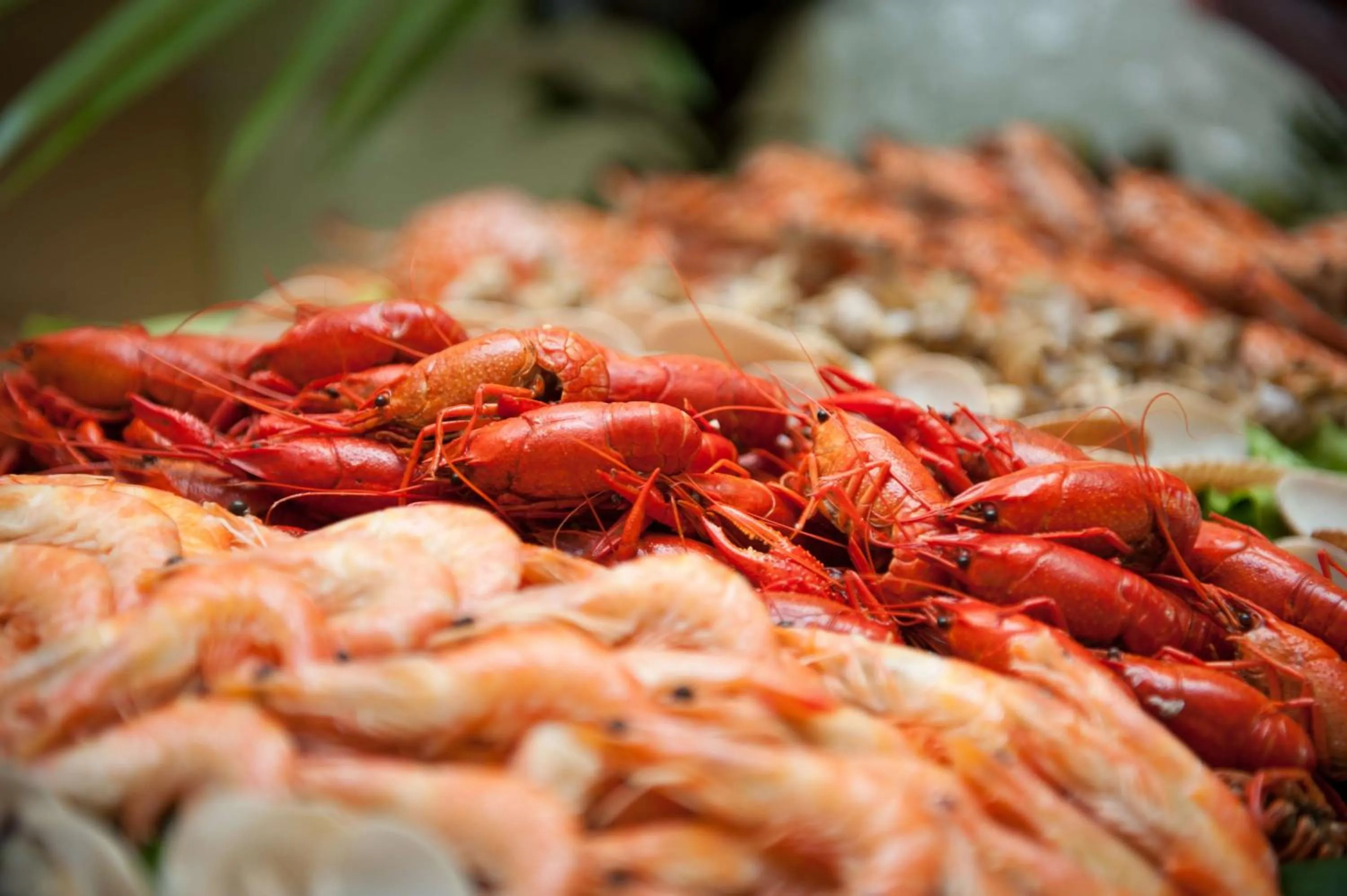 Dinner in Guangzhou Phoenix City Hotel