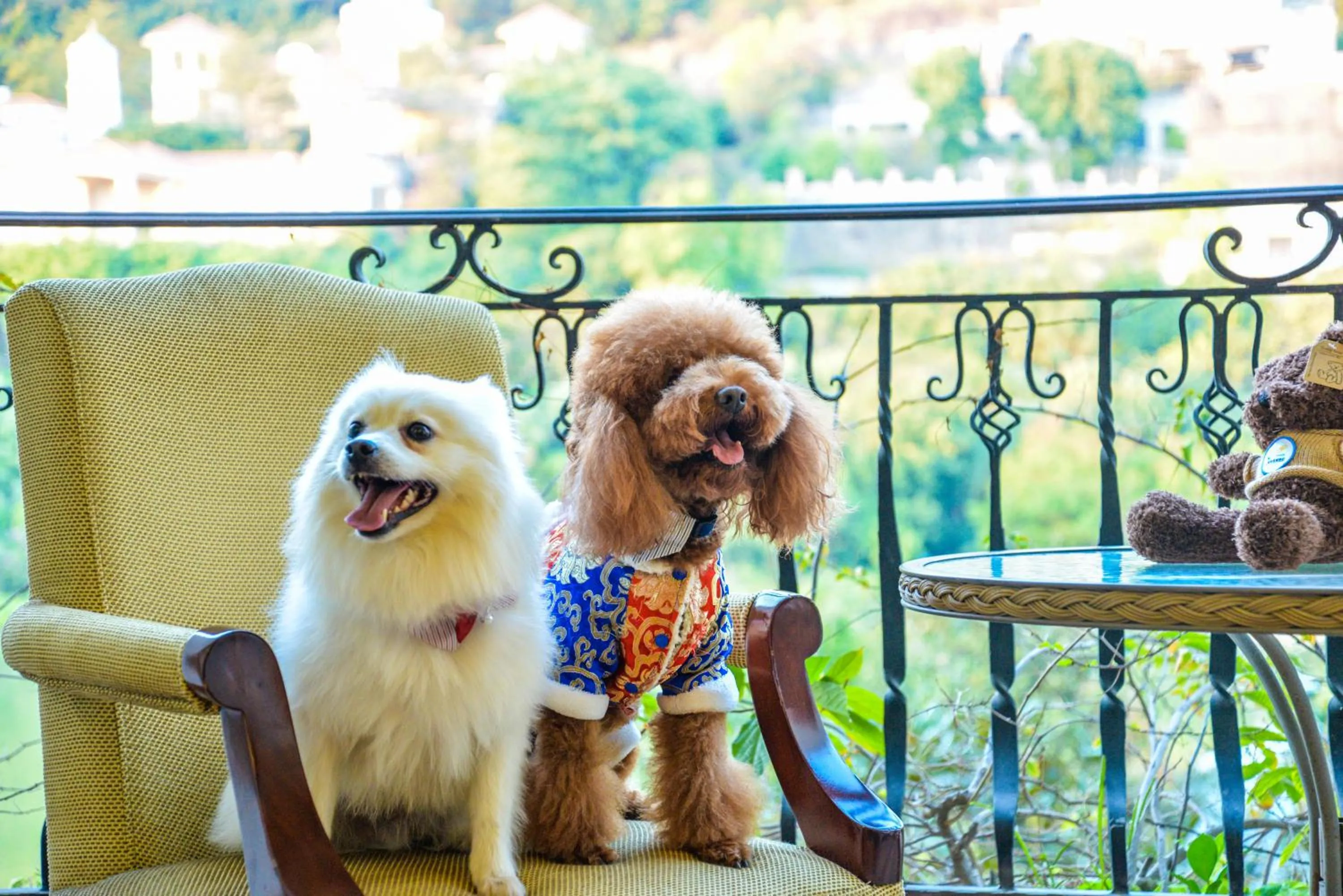 Animals in Guangzhou Phoenix City Hotel