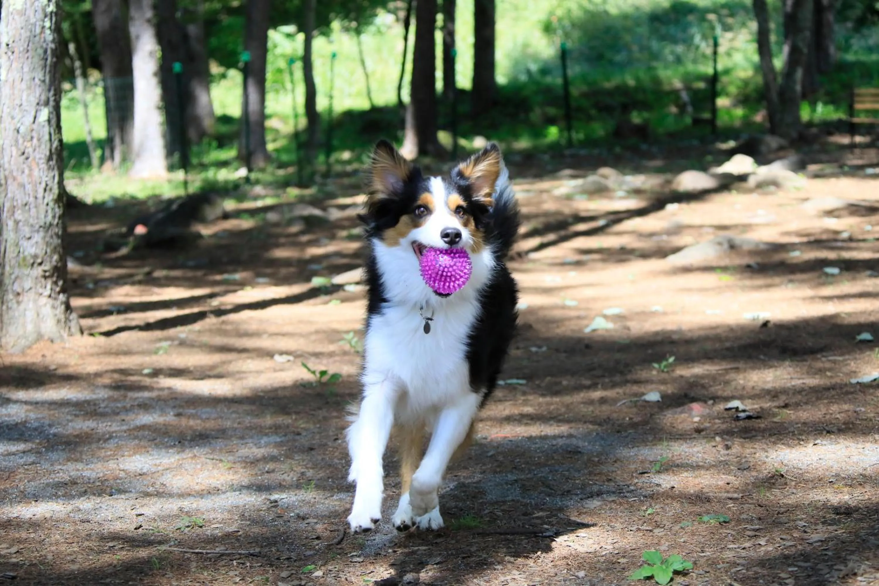 Garden in Yutorelo Tateshina Hotel with DOGS