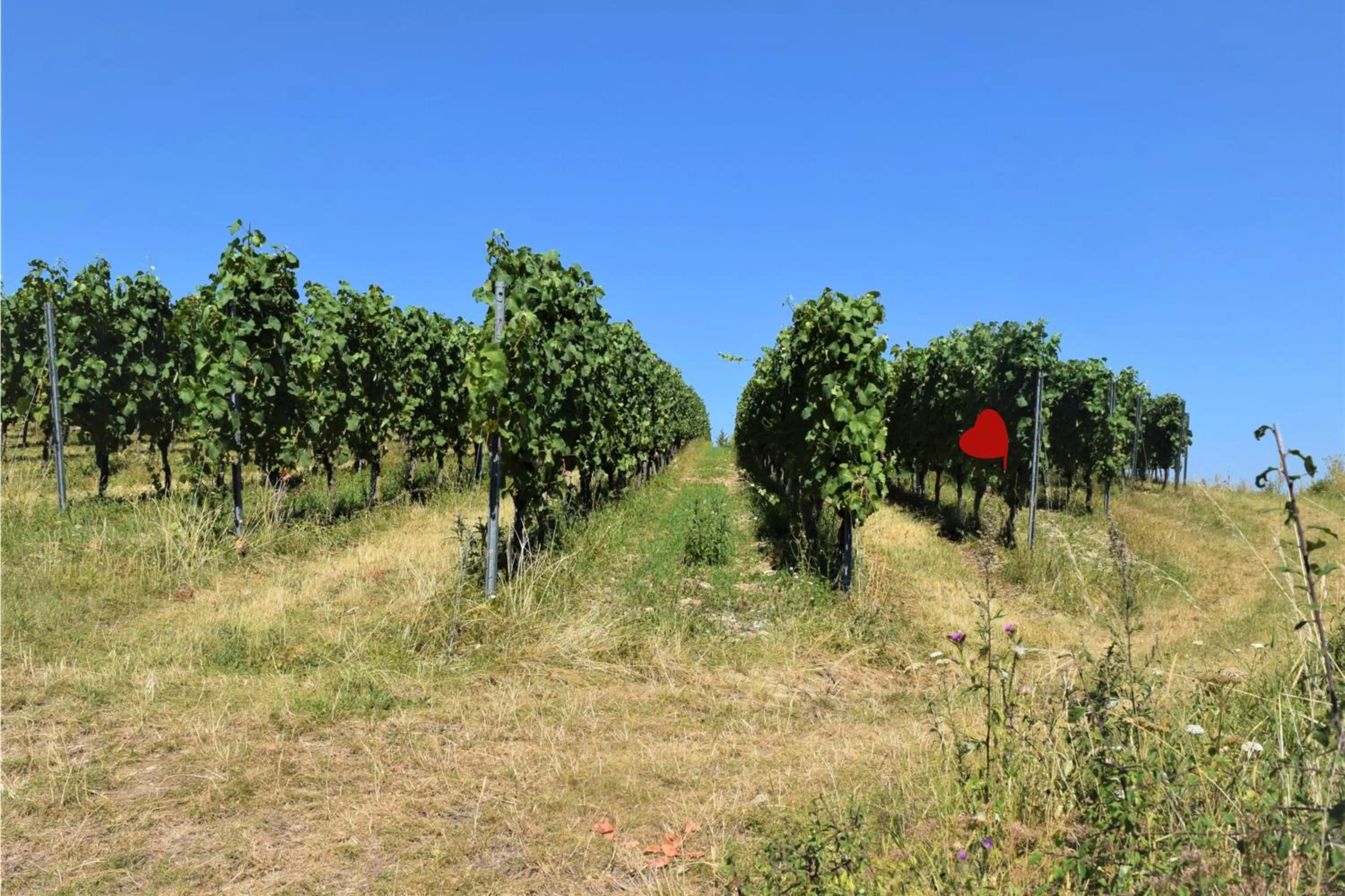 Natural landscape in Gasthaus & Hotel Drei Lilien