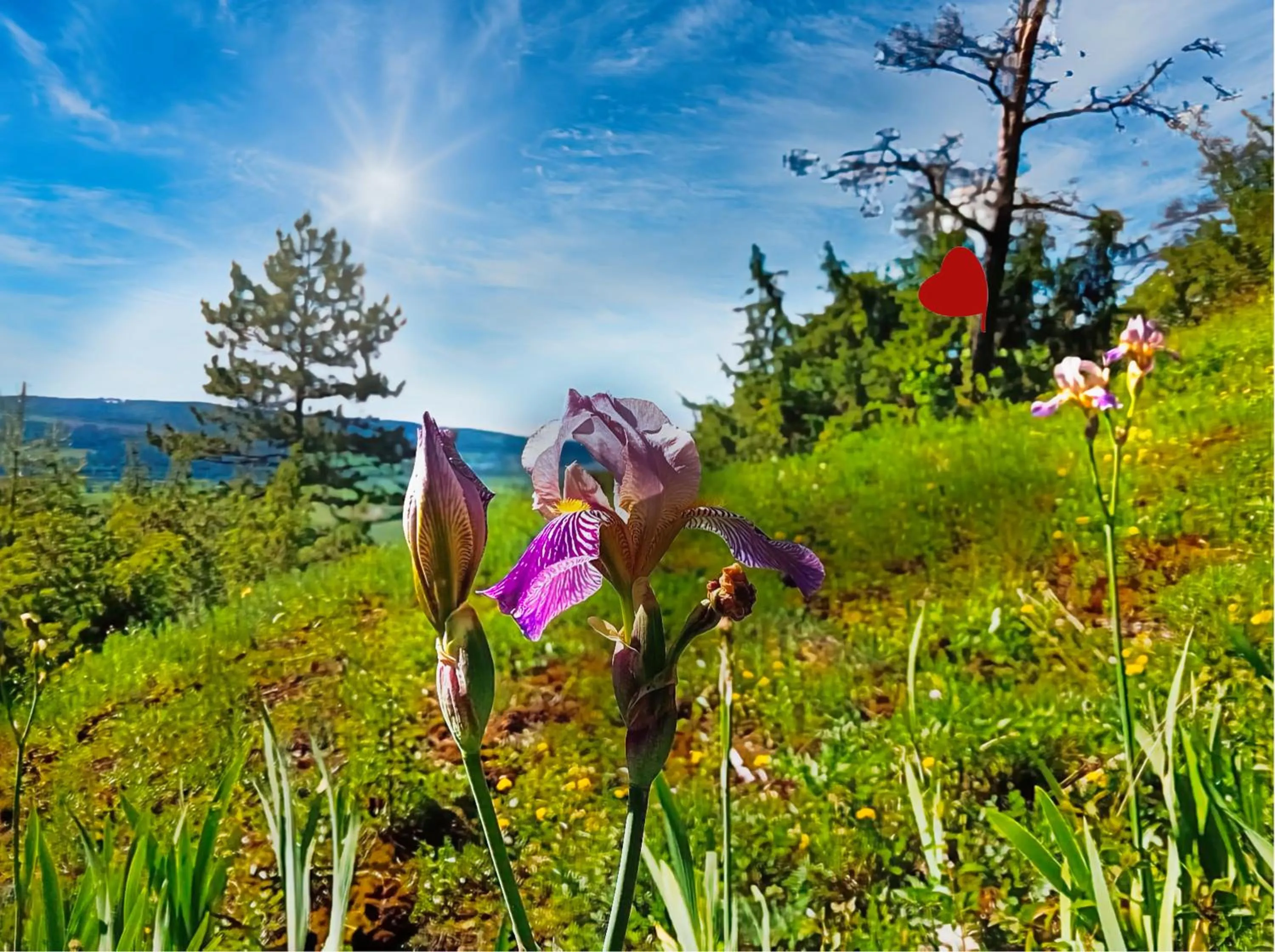 Gasthaus & Hotel Drei Lilien