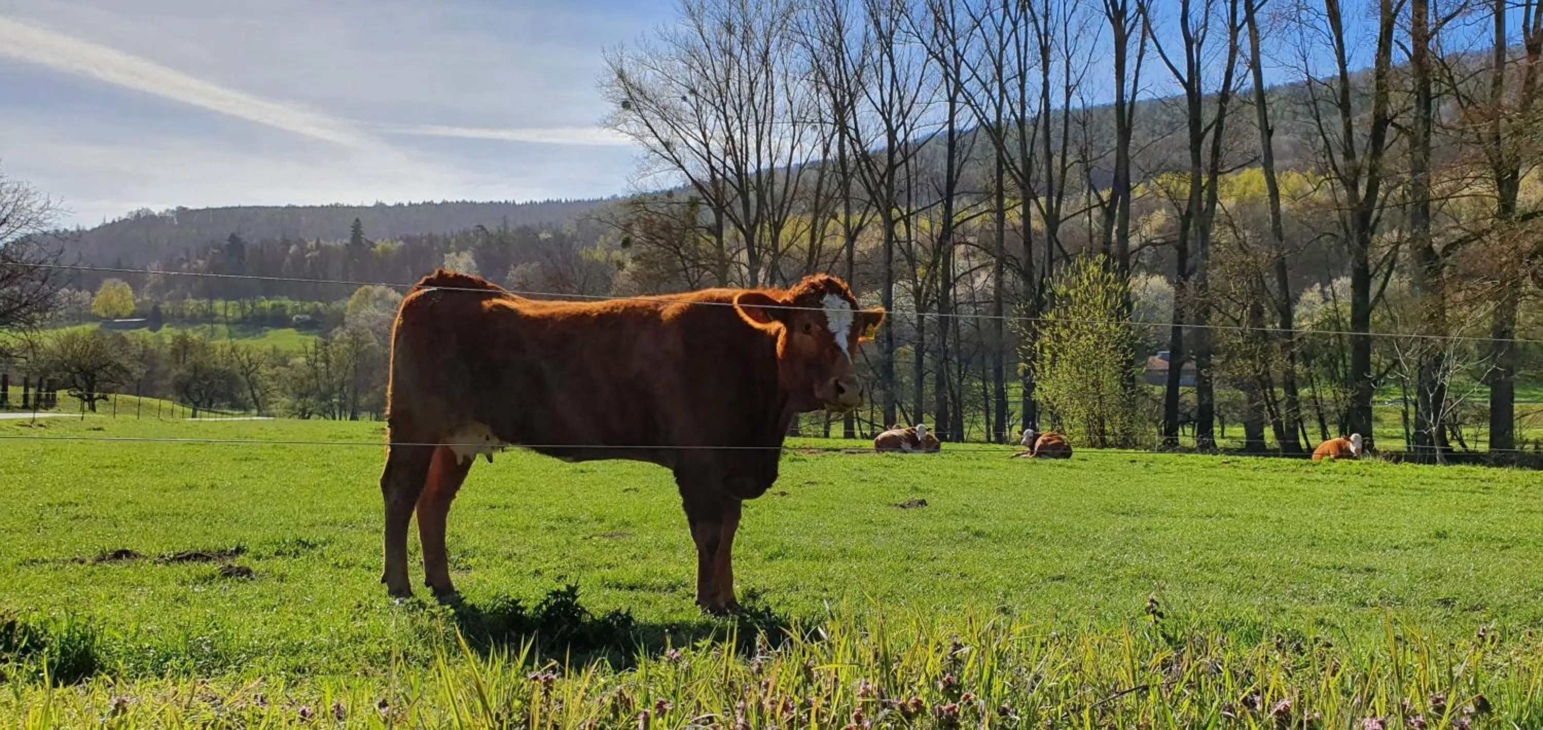 Animals in Gasthaus & Hotel Drei Lilien