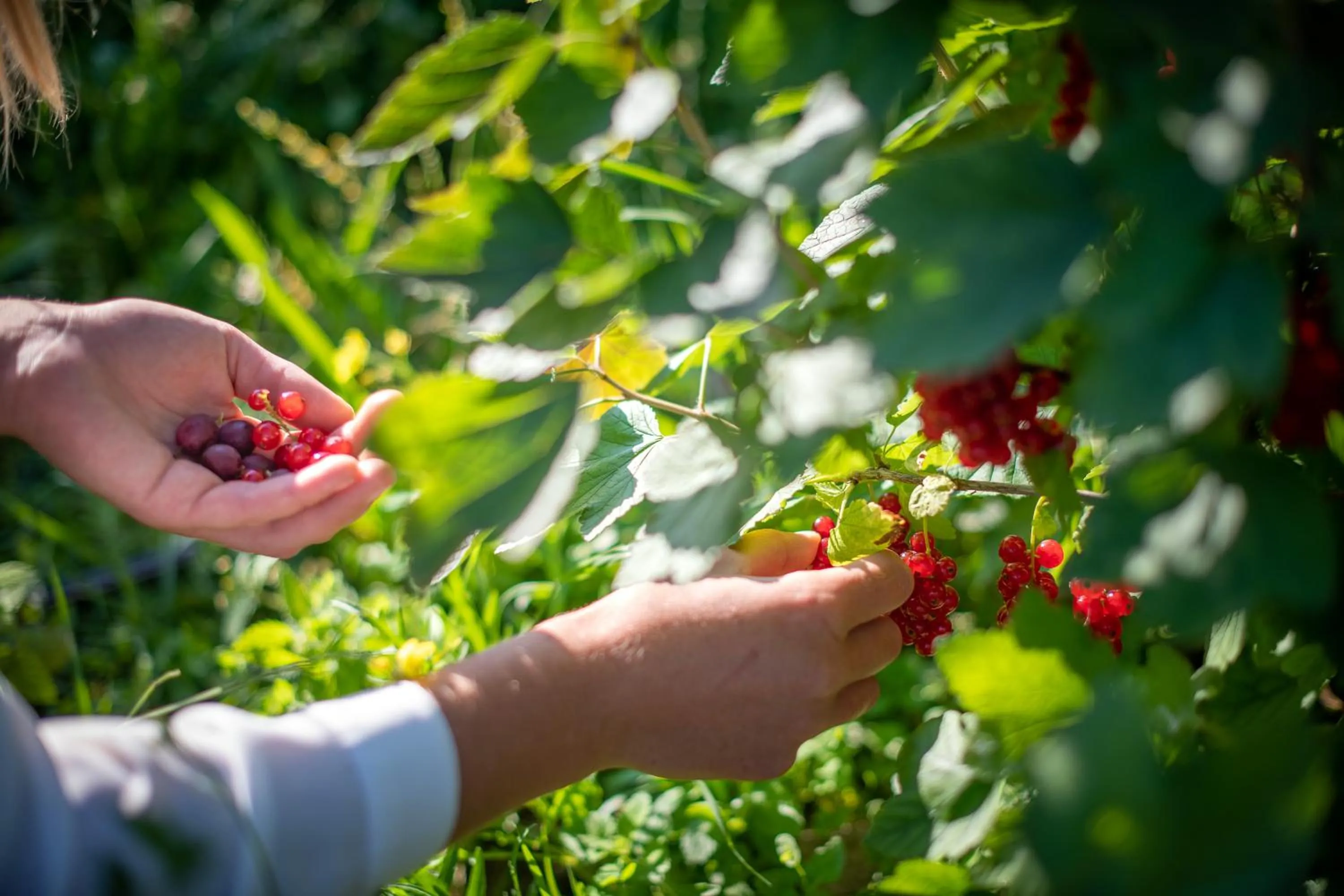 Food close-up in Rösslhof