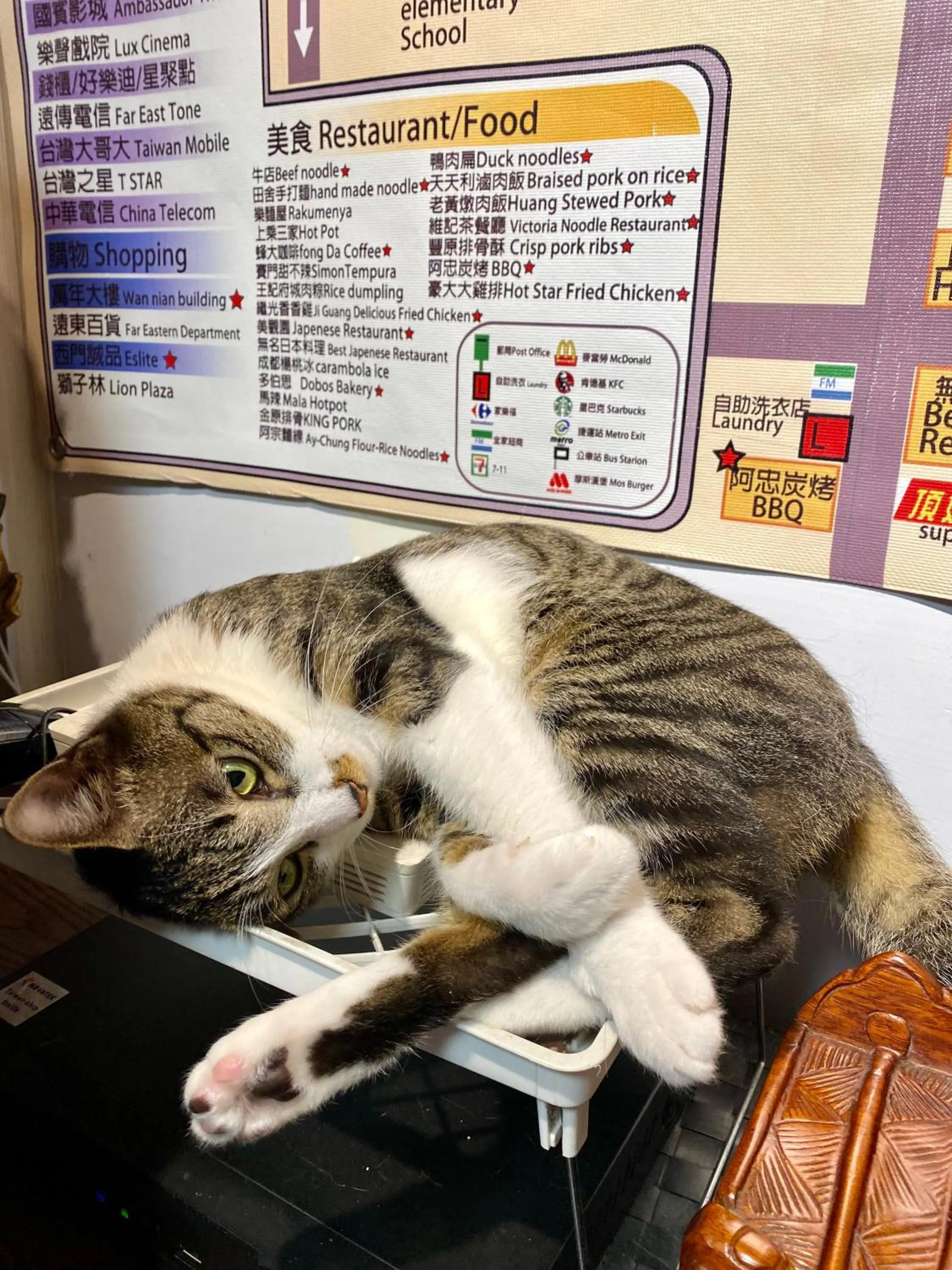 Pets in Taipei Triple Tiger Inn