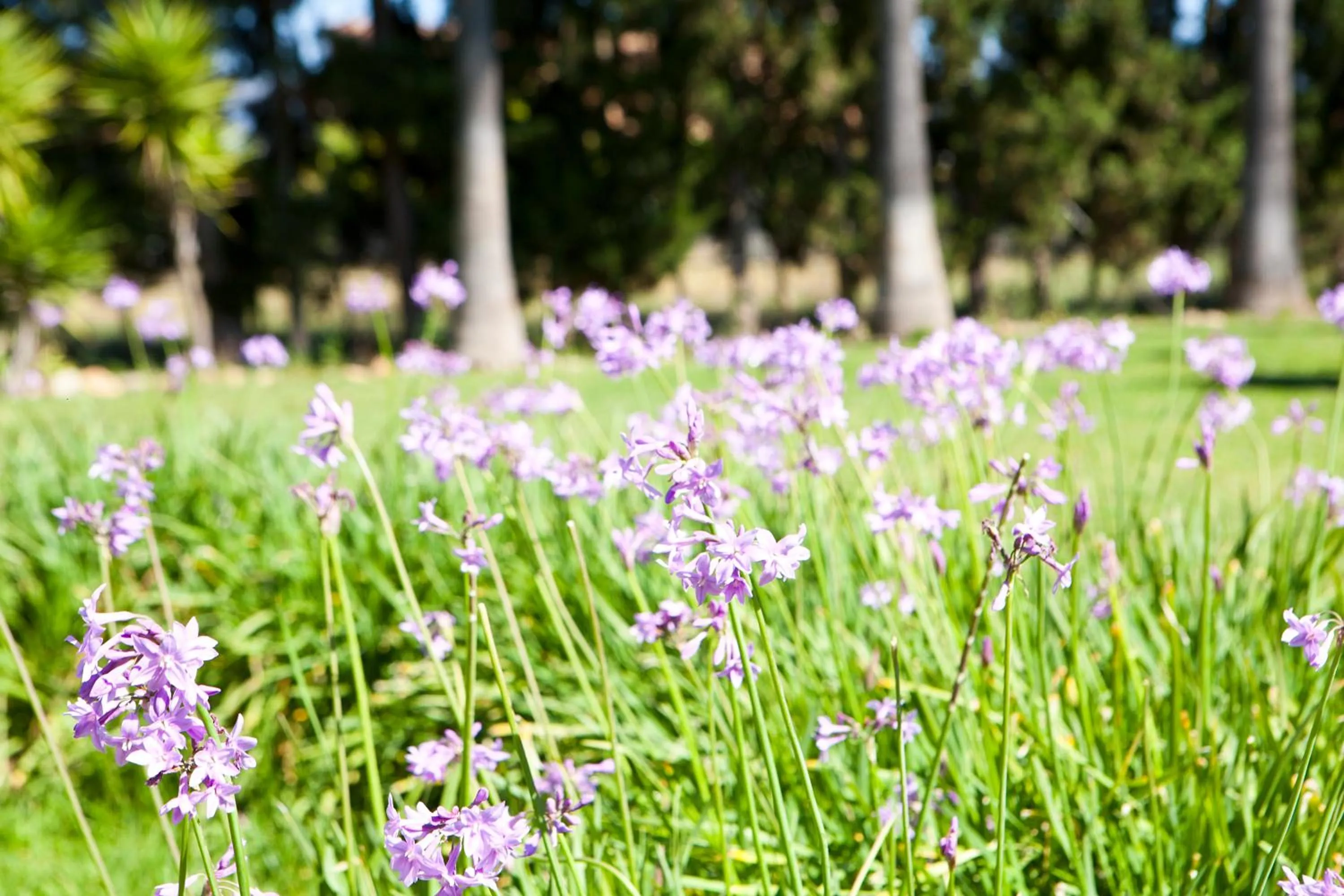 Garden in S'Hort de Son Caulelles - Adults Only