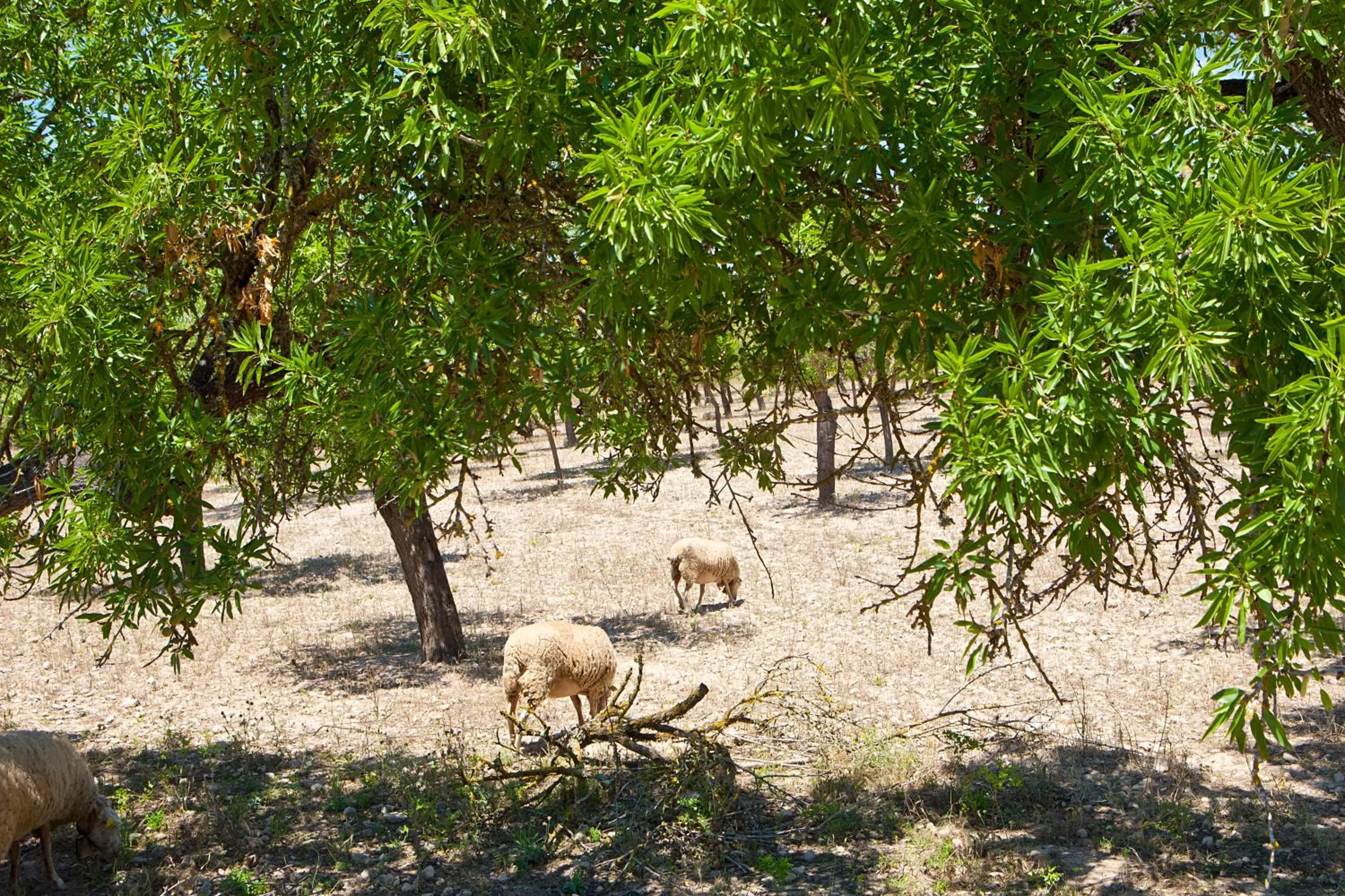 Animals in S'Hort de Son Caulelles - Adults Only