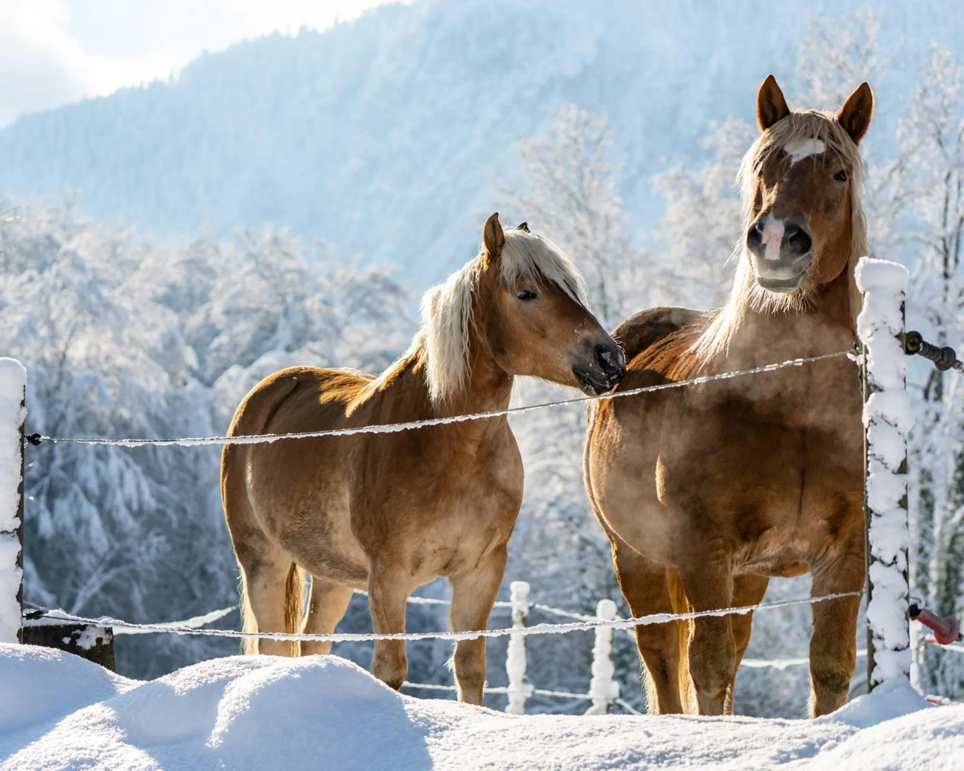Staff in Hotel & Chalets Lampllehen