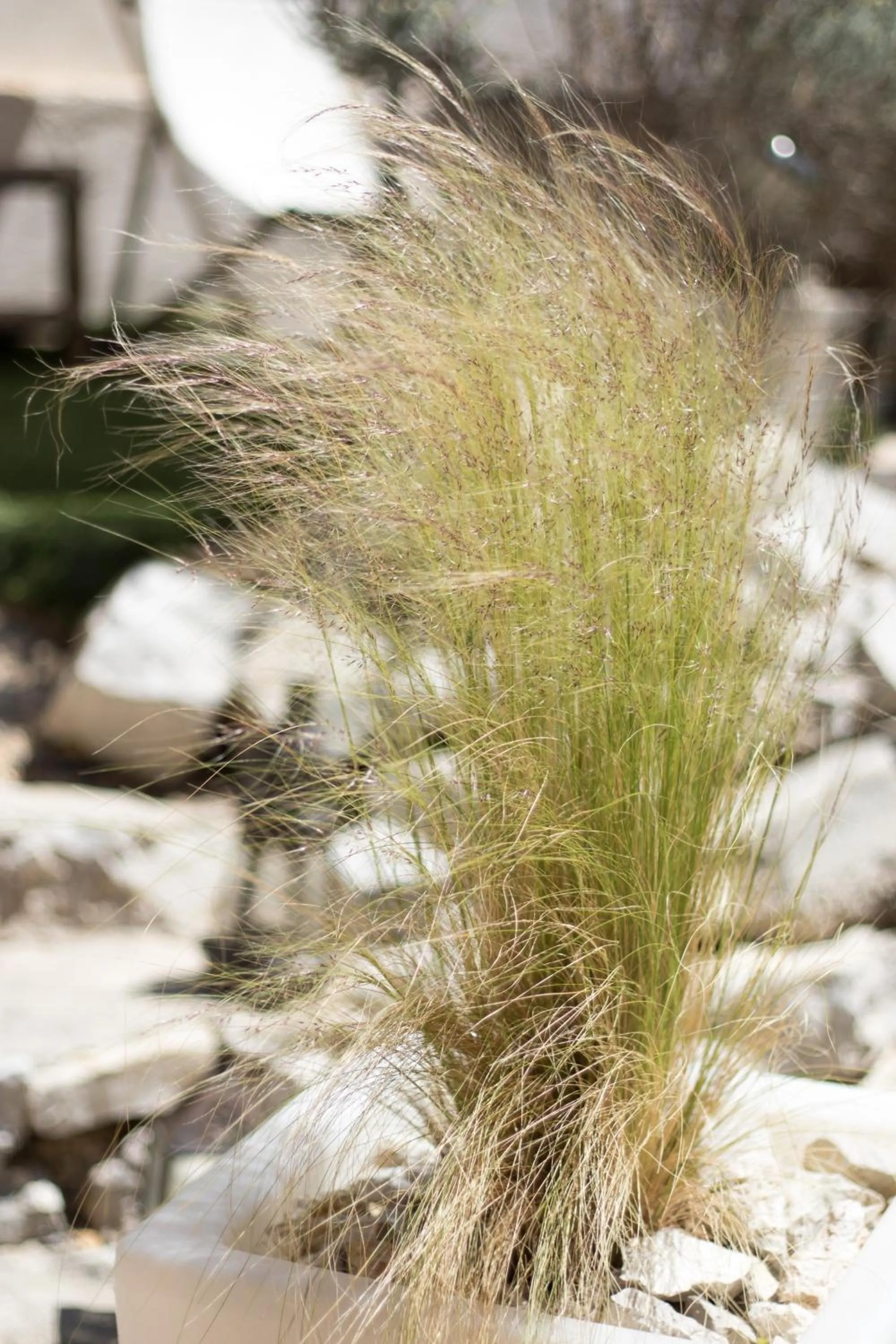 Garden in Les Chambres d'Hôtes du Grand Mornas