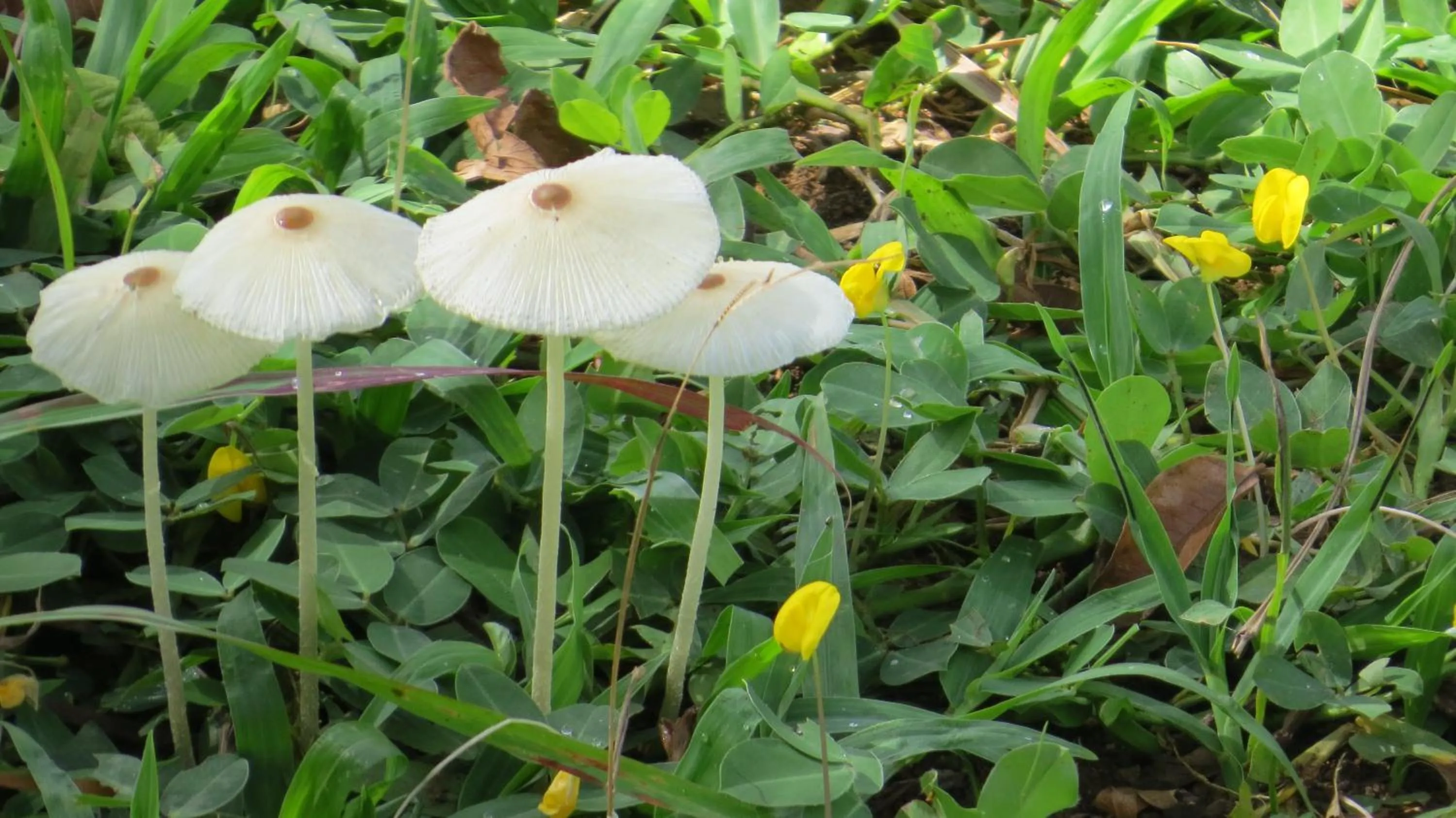 Garden in Rinconcito Verde