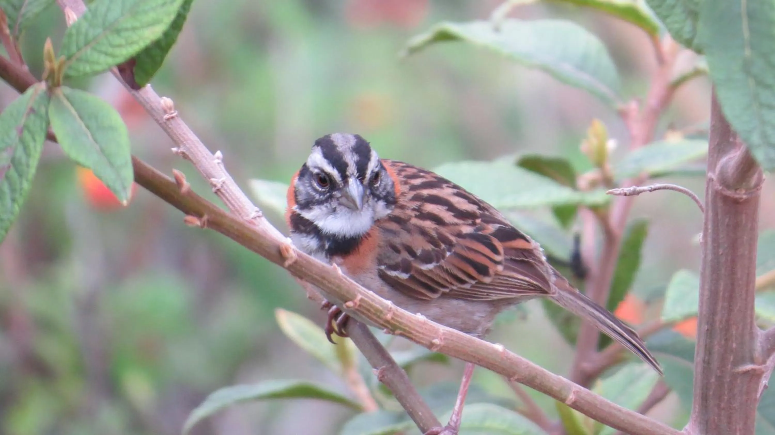 Garden in Rinconcito Verde