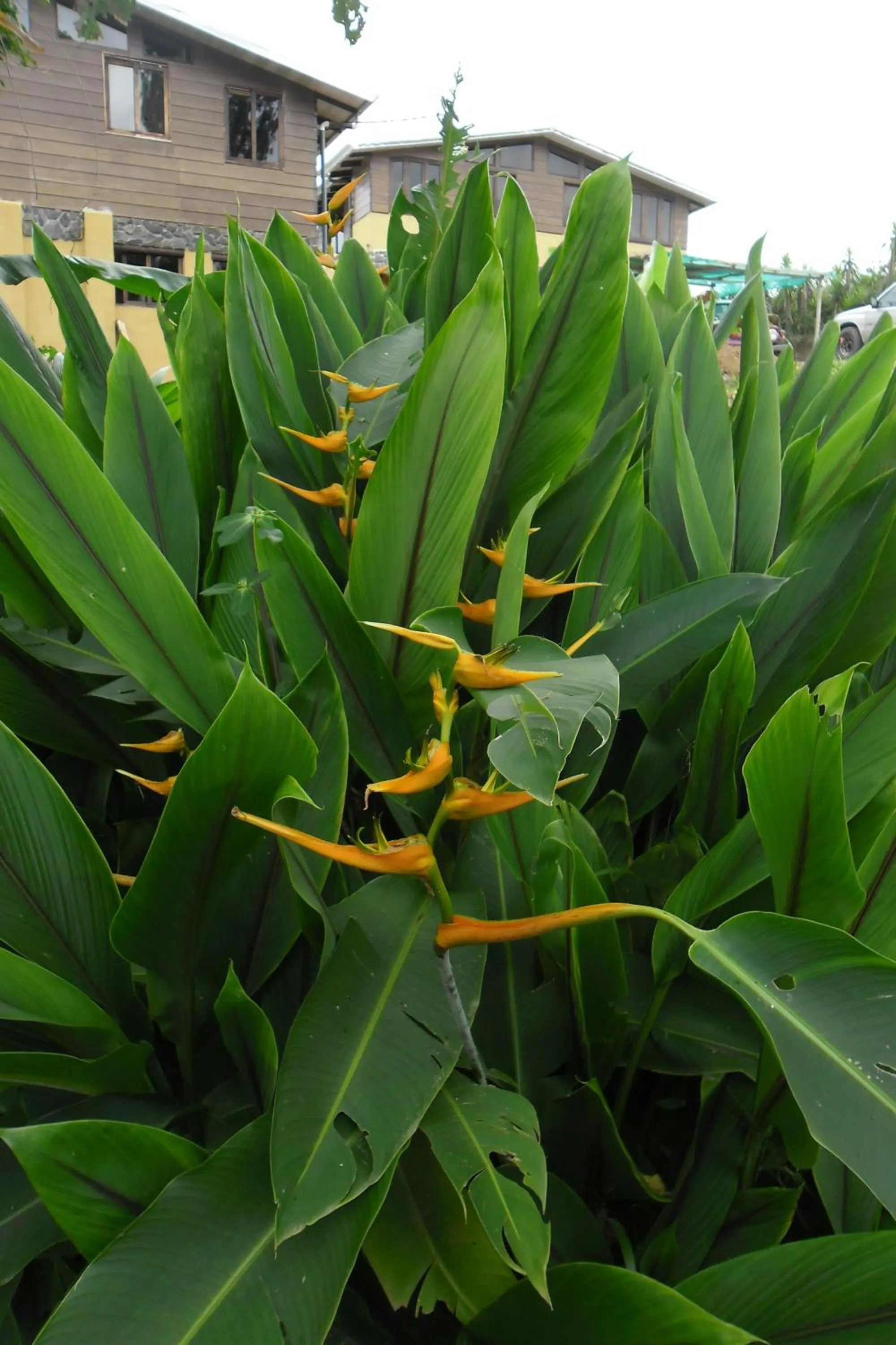 Garden in Rinconcito Verde