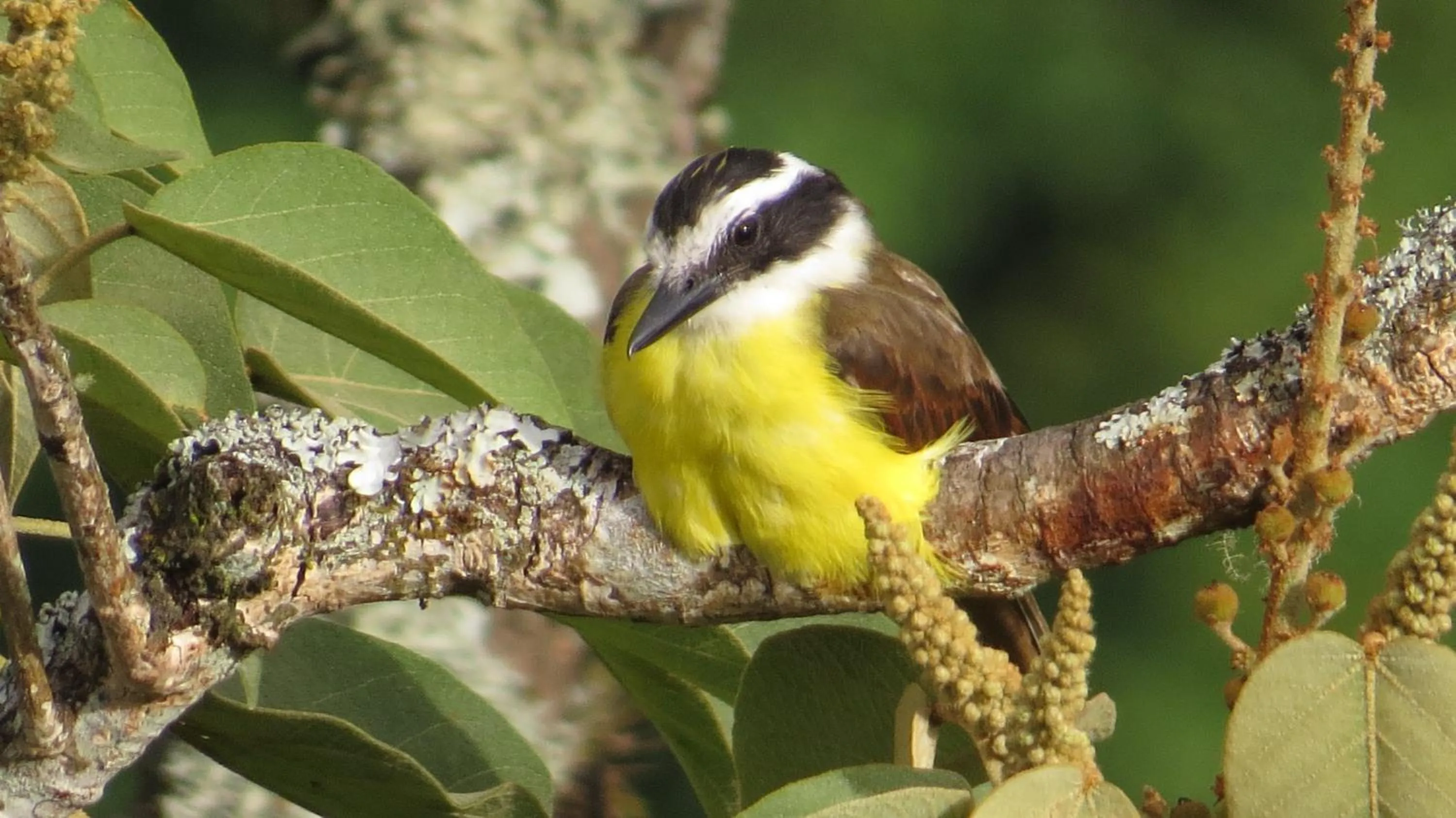 Garden in Rinconcito Verde