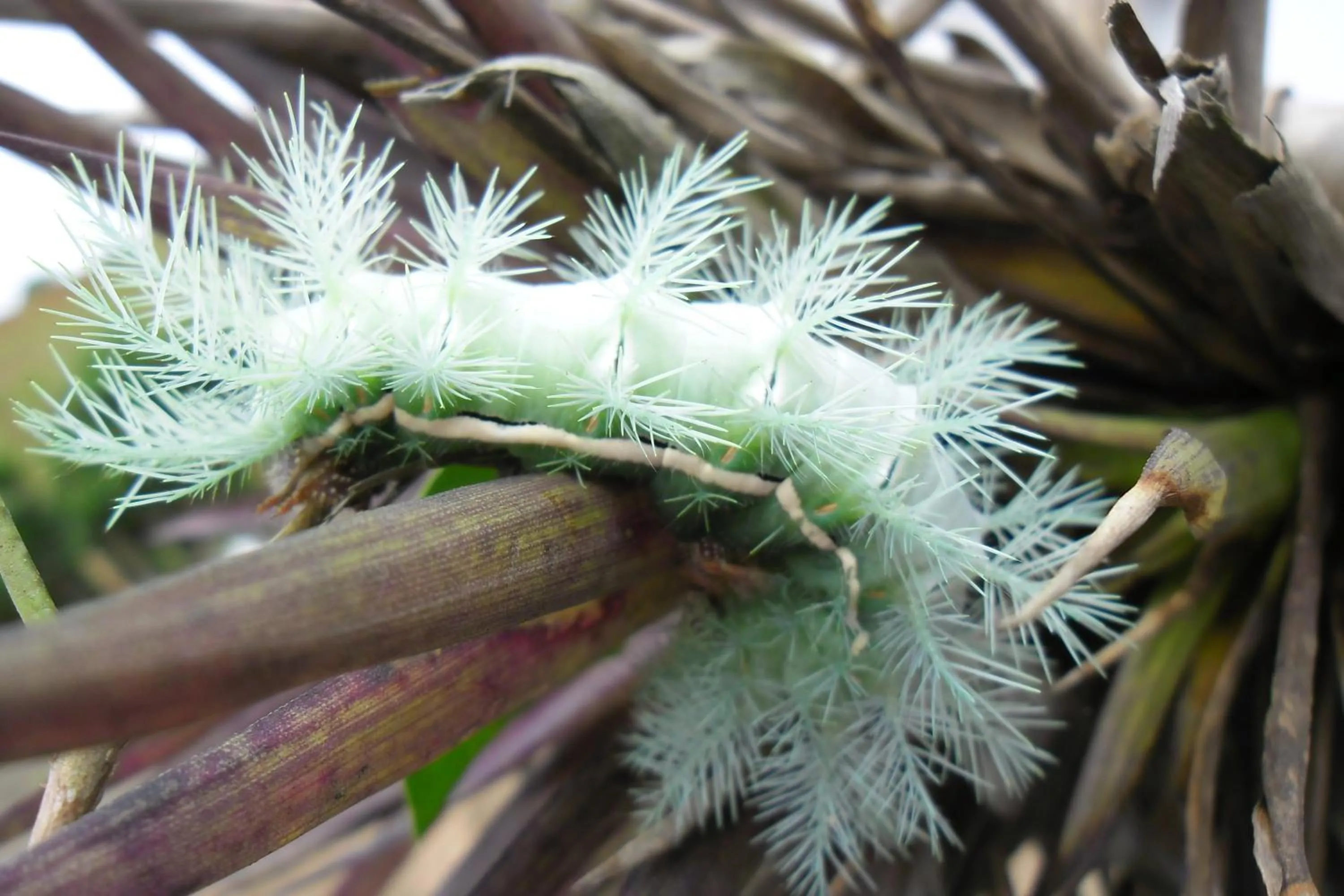 Garden in Rinconcito Verde