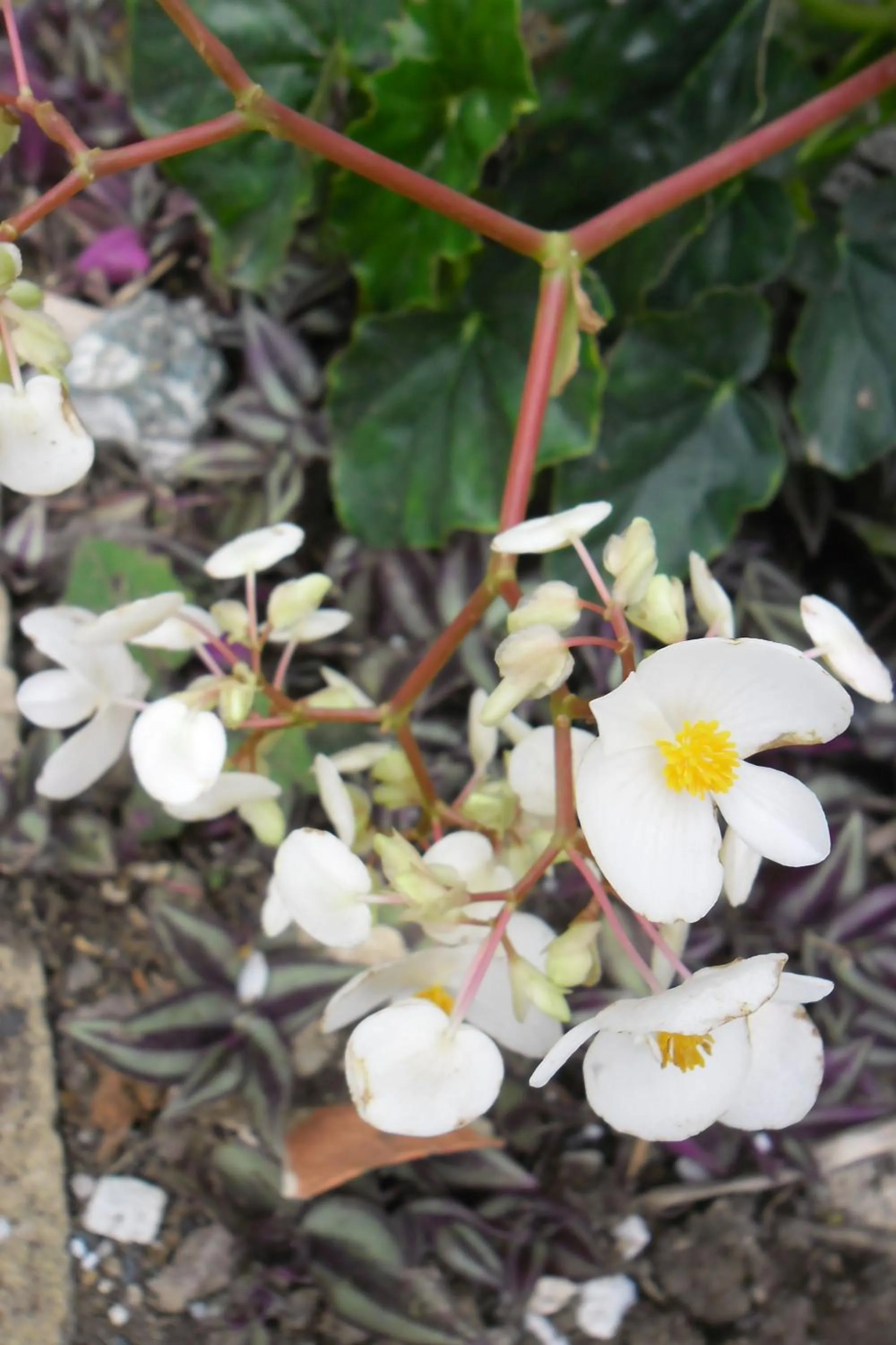 Garden in Rinconcito Verde