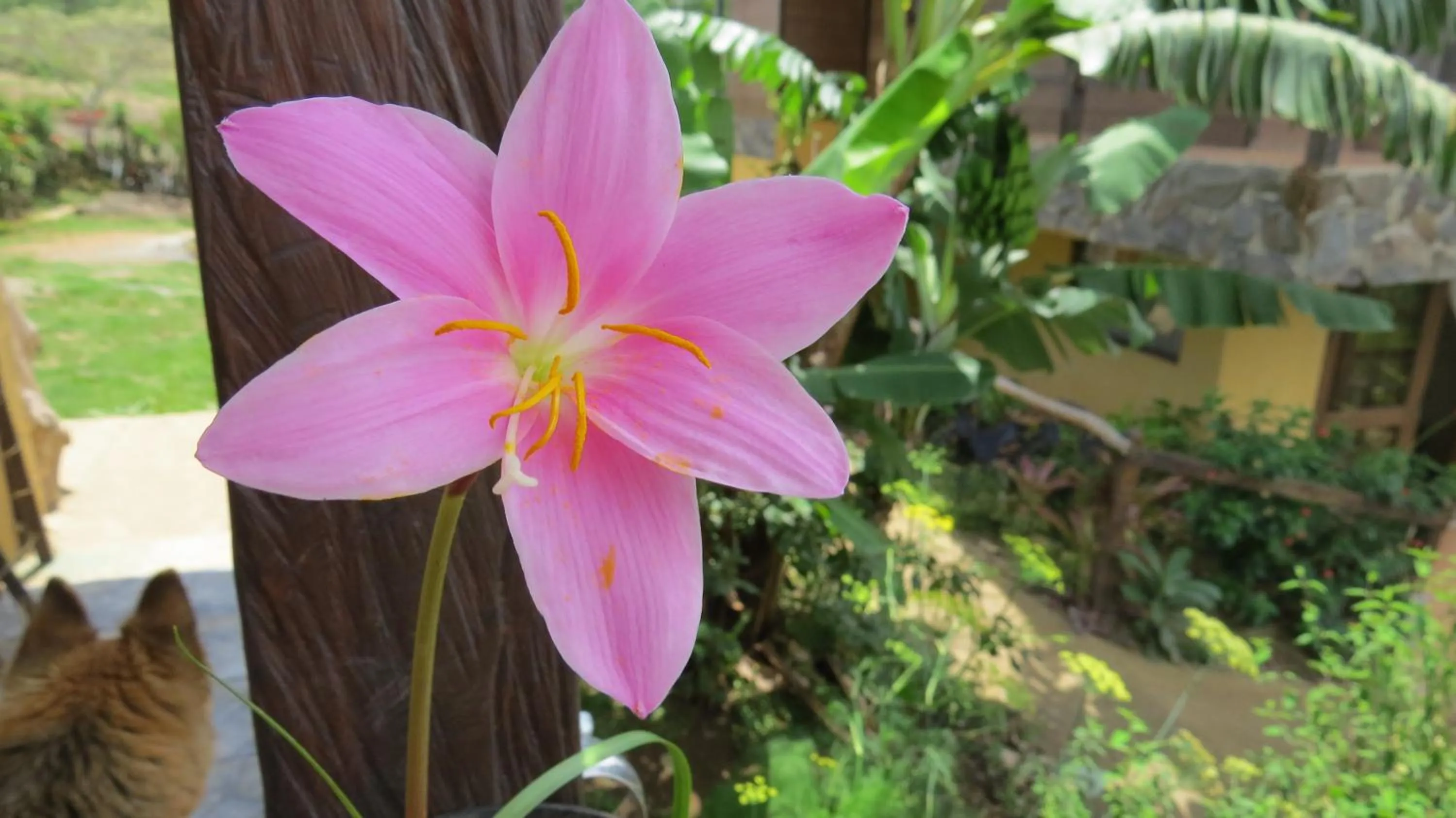 Garden in Rinconcito Verde