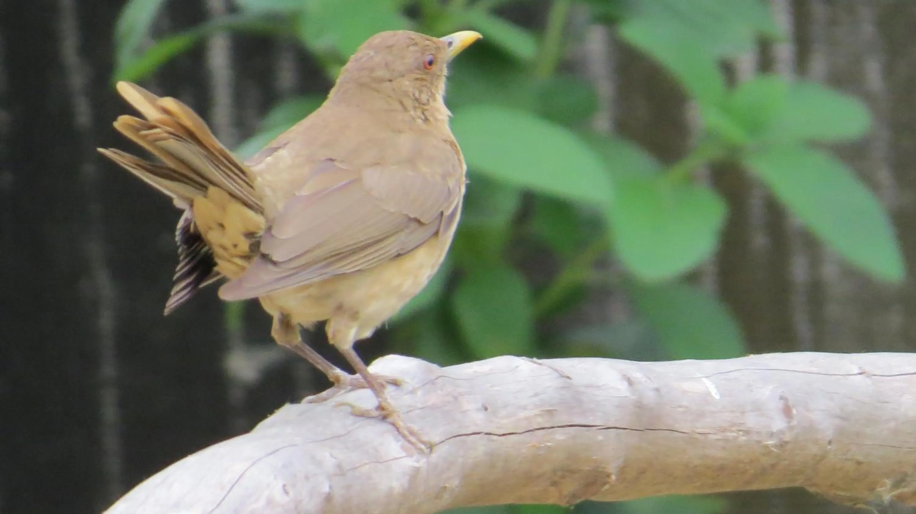 Garden in Rinconcito Verde